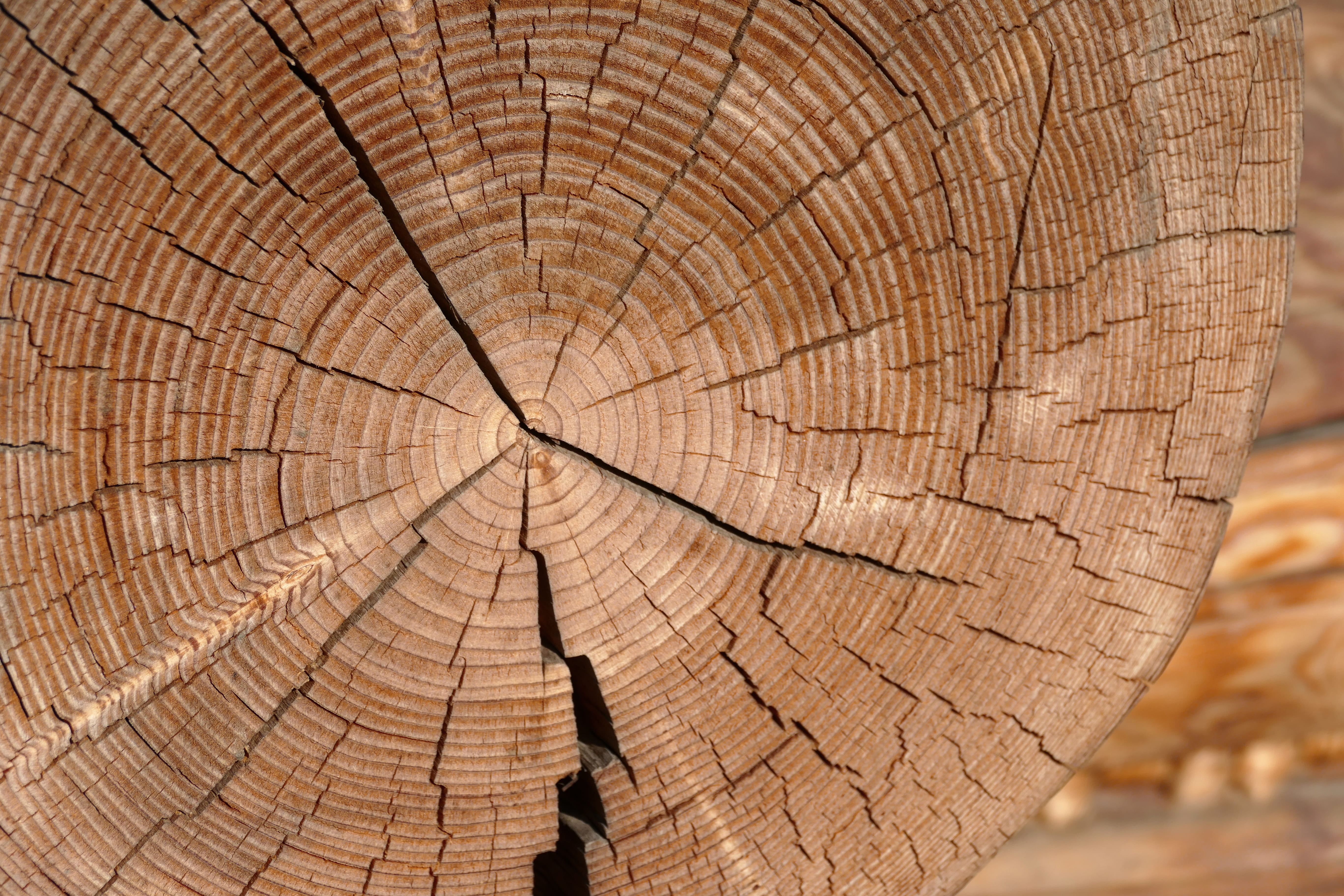 wood - material, outdoors, tree jar, forest, nature, tree stump, cracked, backgrounds, bark, trunk, texture, natural pattern, day, dead plant, pattern, HD Wallpaper