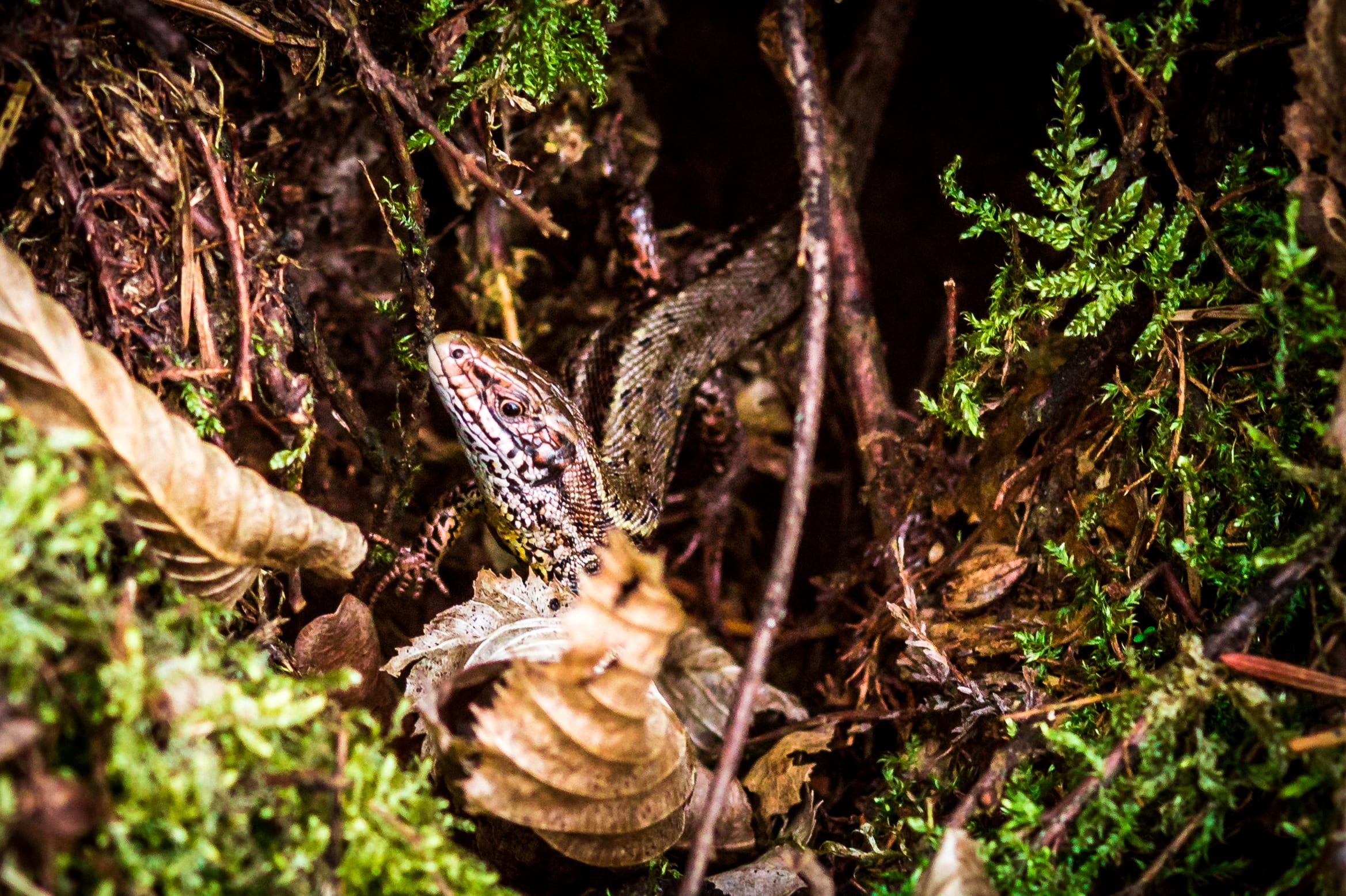 1080P, close-up, vertebrate, wood, plant, macro, focus on foreground, dead wood, bird, one animal, eyes, sand lizard, animal themes, day, no people, nature, HD Wallpaper