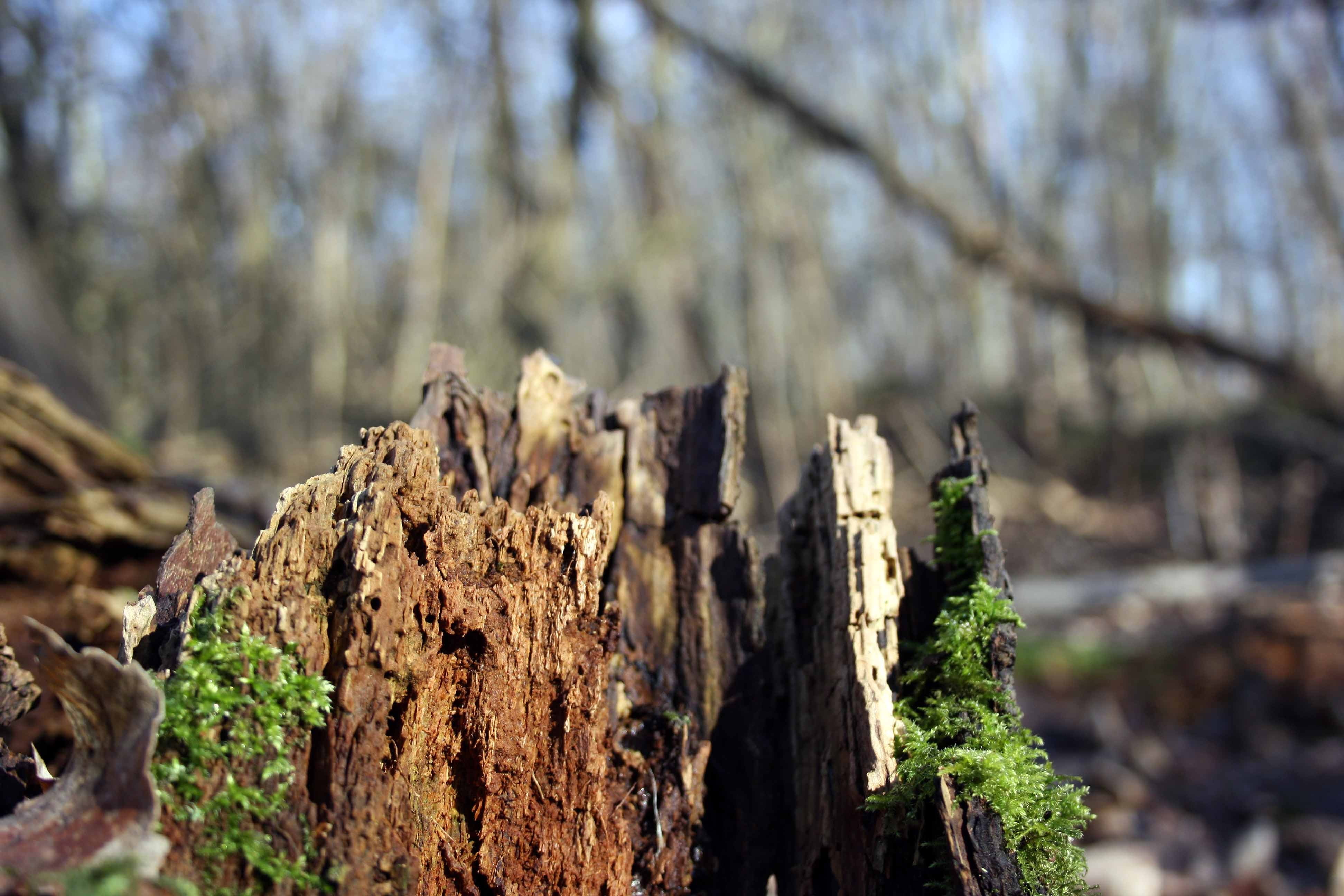 focus on foreground, plant, wood - material, rough, nature, natural condition, no people, moss, tranquility, dead plant, tree, day, branch, tree trunk, HD Wallpaper