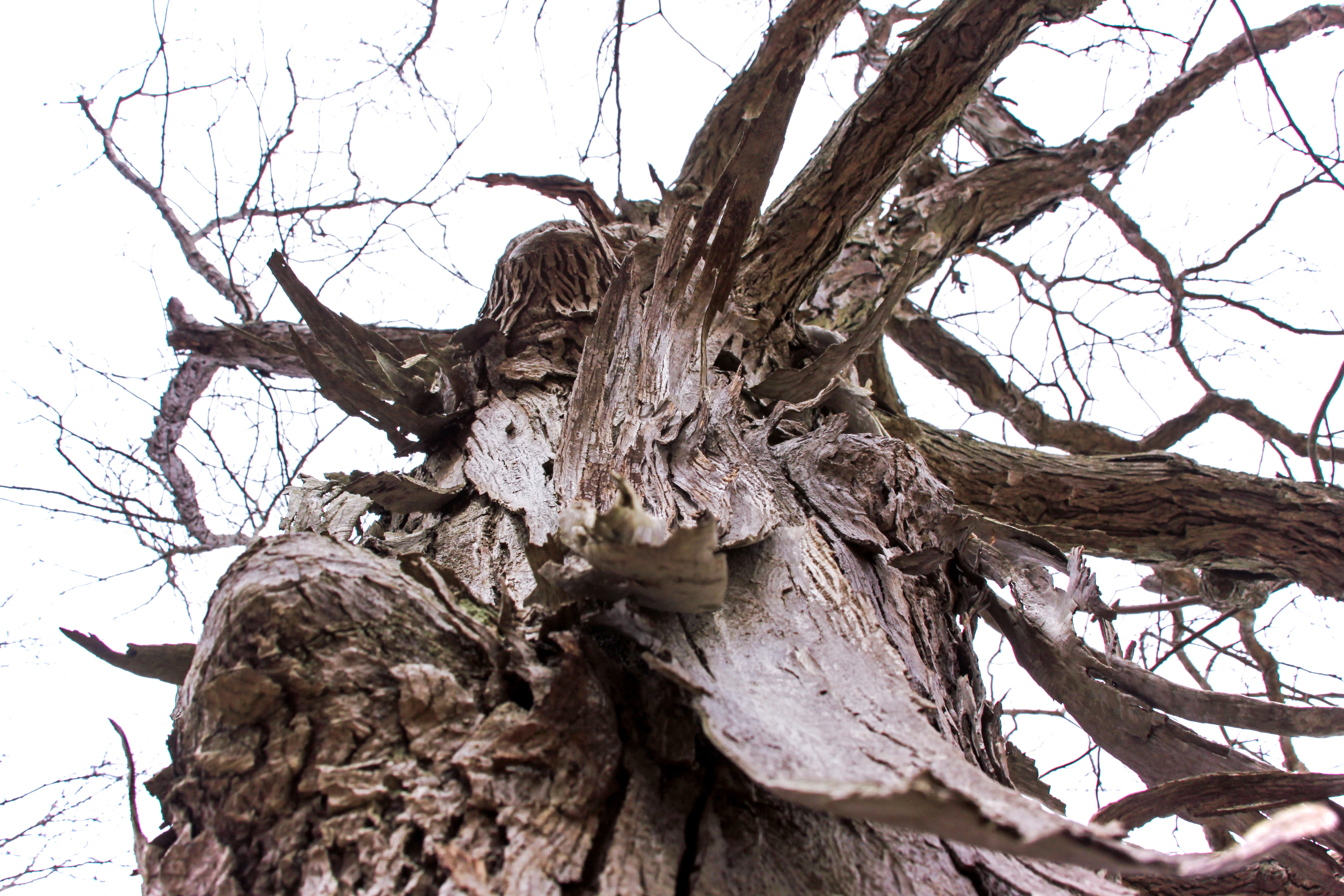 sky, land, outdoors, winter, day, textured, tranquility, branch, driftwood, tree, bare tree, wood - material, trunk, bark, closeup, no people, plant, low angle view, HD Wallpaper