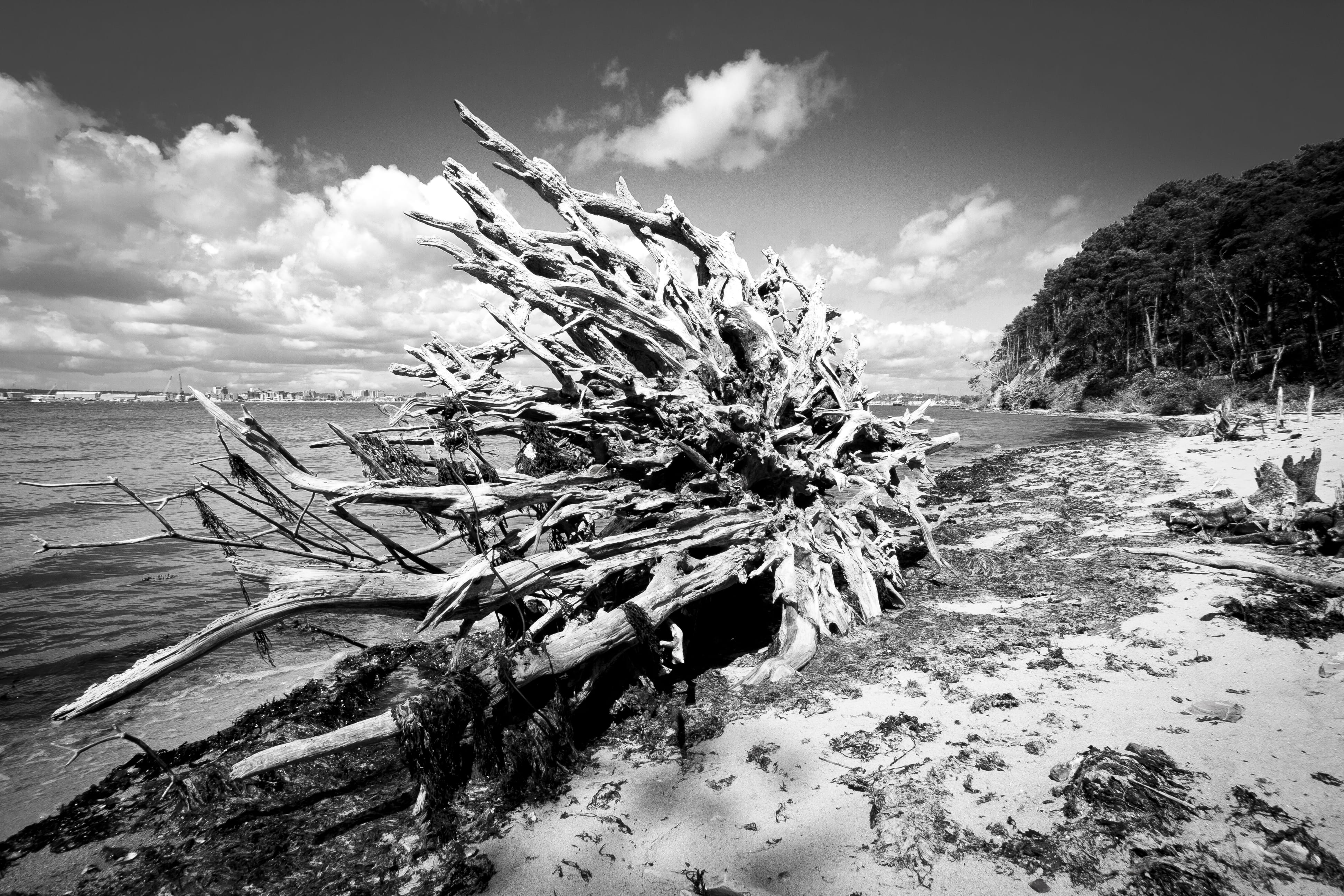 roots, land, beach, coastline, black and white, tranquility, solid, seaside, tree, dead plant, shore, 4K, non-urban scene, island, plant, sky, sea, nature, HD Wallpaper