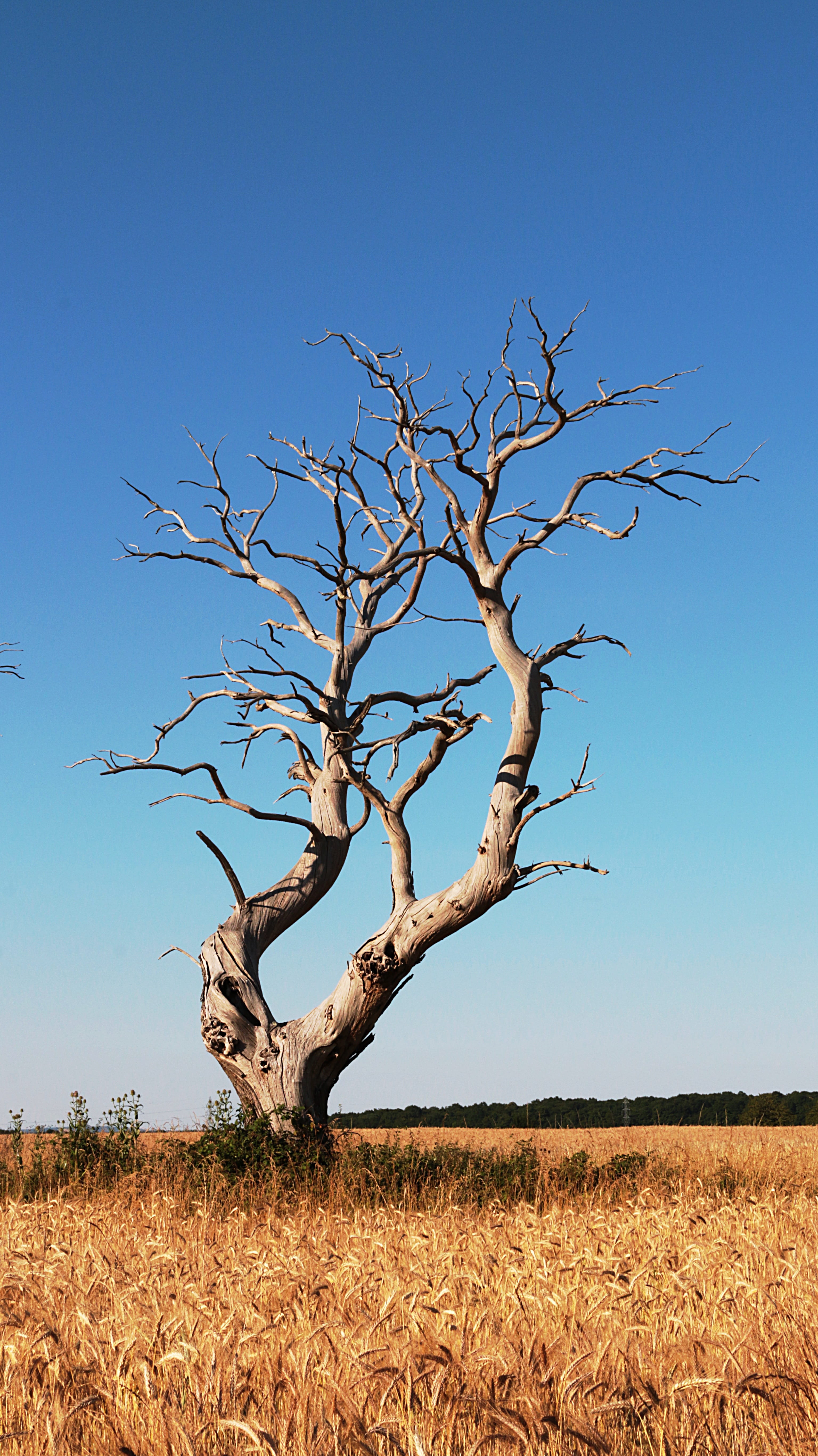 middle, arid climate, tranquility, 5K, fields, no people, environment, day, branch, blue, outdoors, clear sky, dead plant, bare tree, tree, nature, tranquil scene, Phone HD Wallpaper