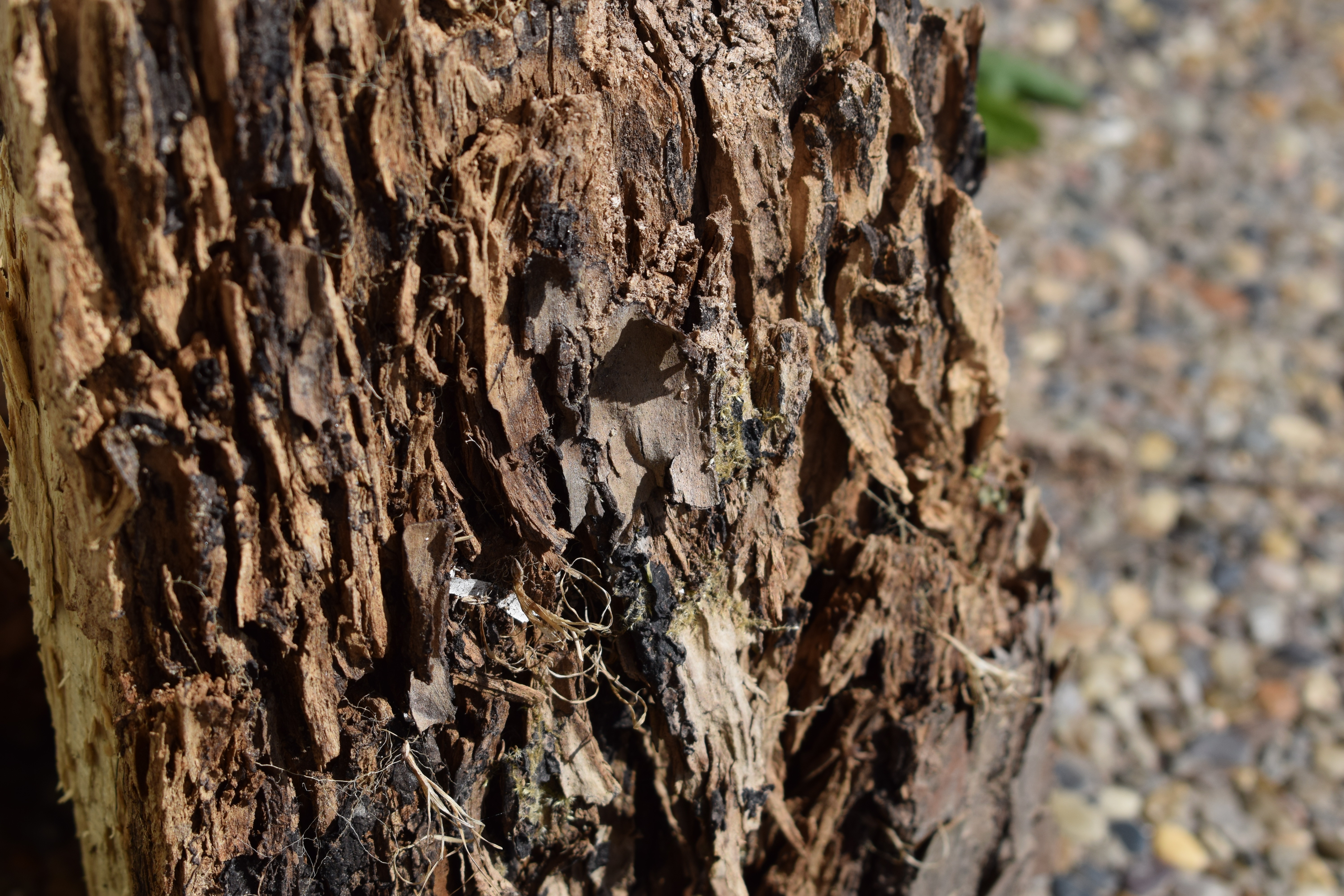 no people, trunk, nature, tree, tree trunk, focus on foreground, wood, textured, bark, natural pattern, stump, dead plant, 5K, textured effect, growth, HD Wallpaper