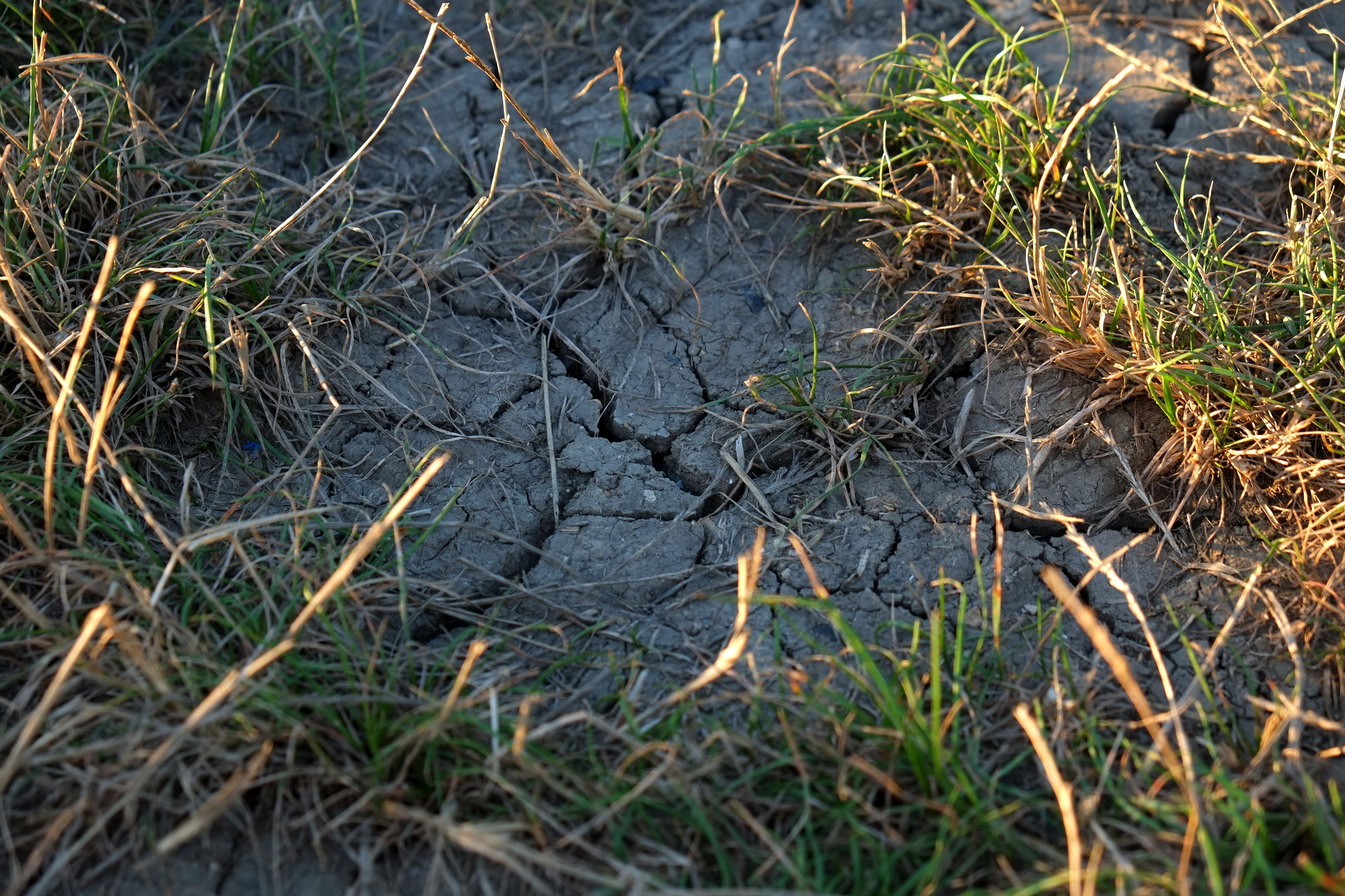 sun, dry soil, drilled down, earth, shriveled from, land, water, grasses, Cracks, non-urban scene, pattern, plant, Drought, grass, rough, field, Nature, HD Wallpaper