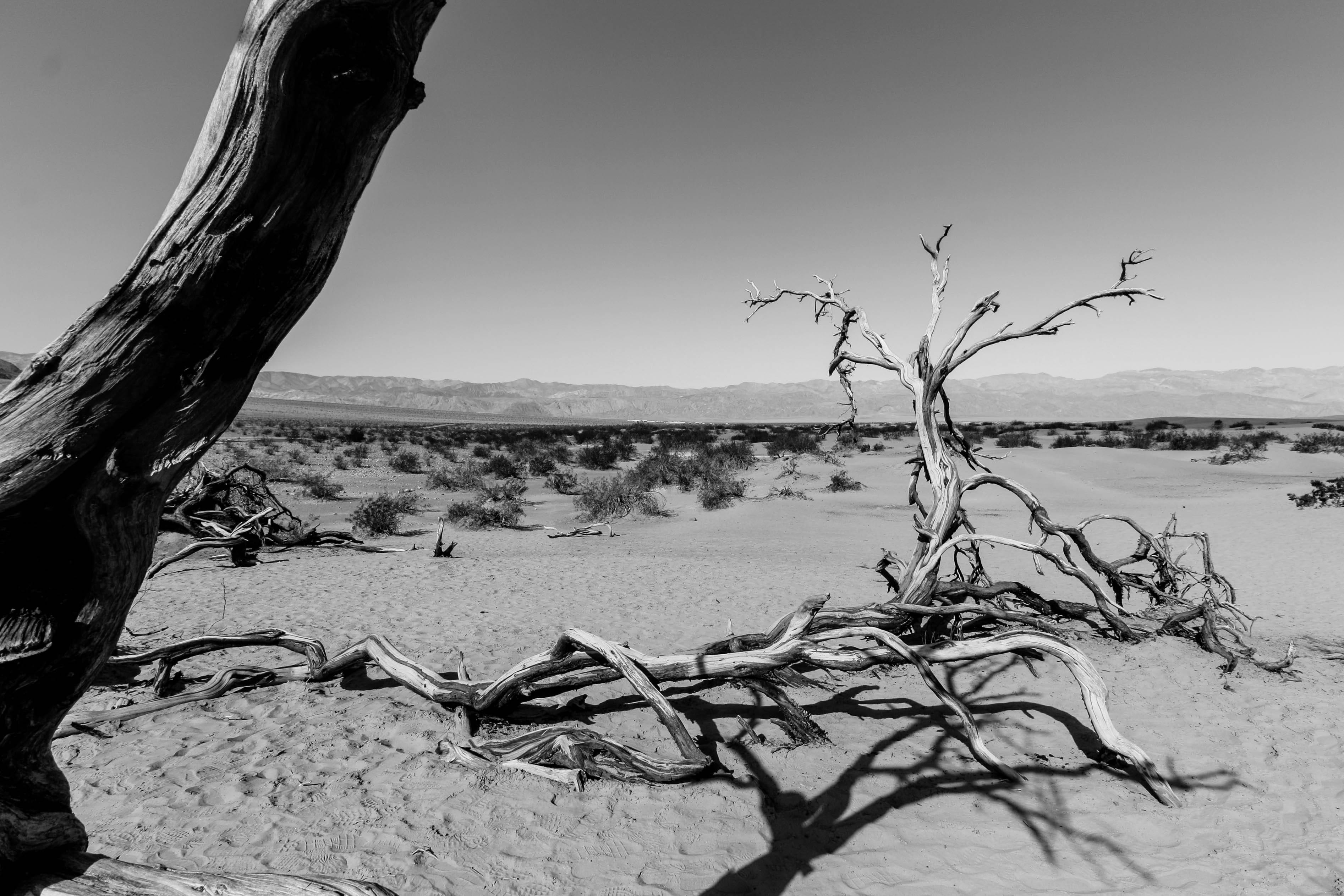 ground, climate, dead plant, tree, tree trunk, death valley national park, nature, no people, usa, scenics - nature, bird, non-urban scene, 2K, fallen tree, HD Wallpaper