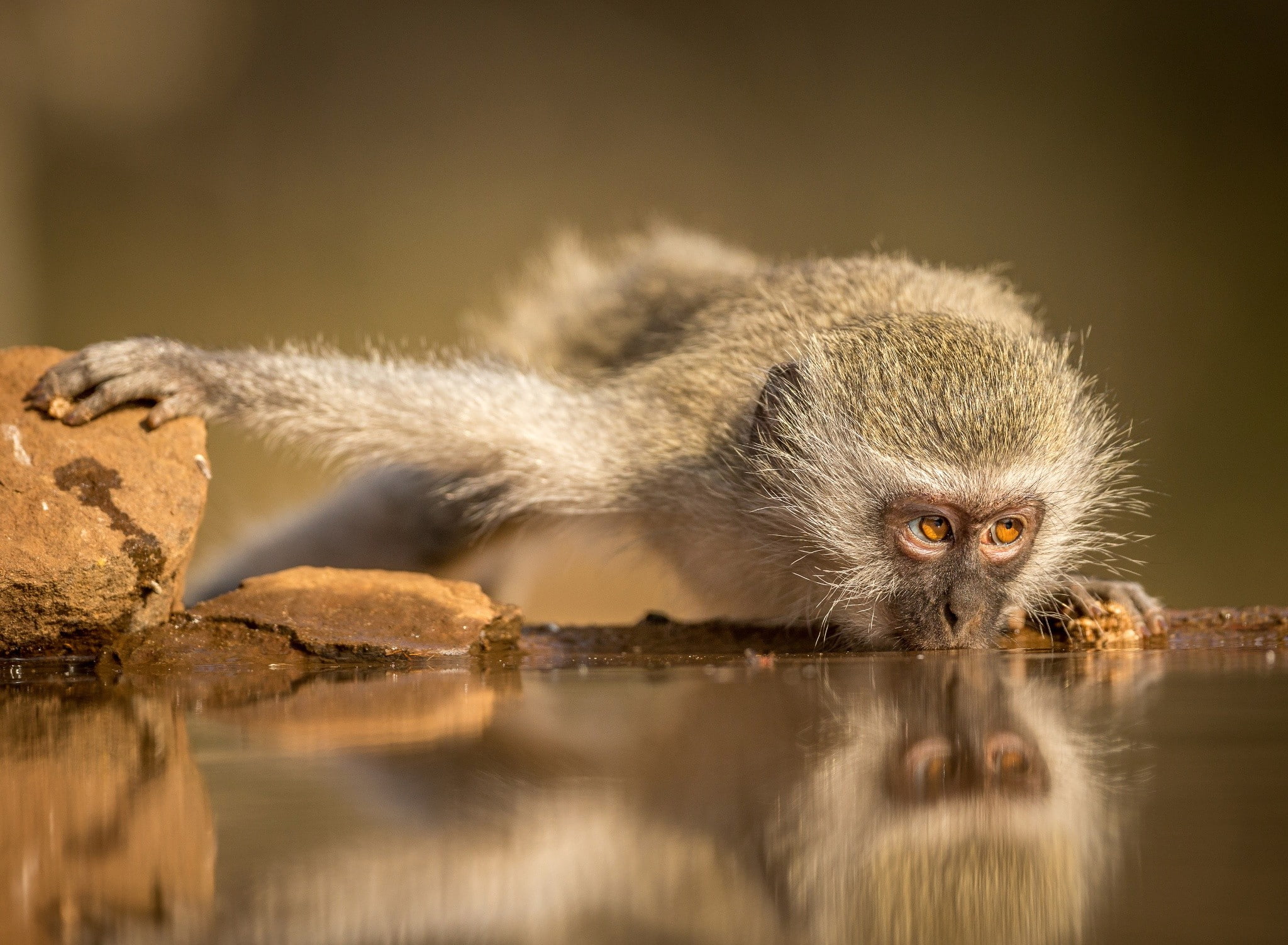 black, 1080P, monkey, gray, watering, South Africa, Simang, south, africa, HD Wallpaper