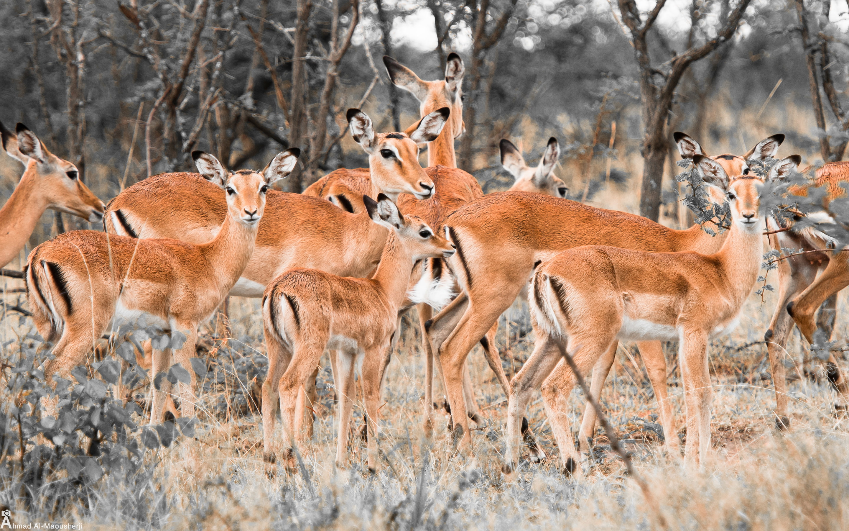 2K, deer, herd, HD Wallpaper