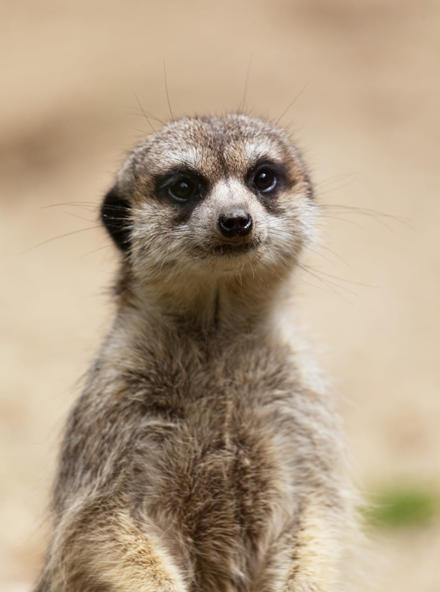 one animal, alertness, looking at camera, animal themes, animal body part, cute, face, animal head, 1080P, animal wildlife, creature, day, mammal, animals in the wild, Phone HD Wallpaper