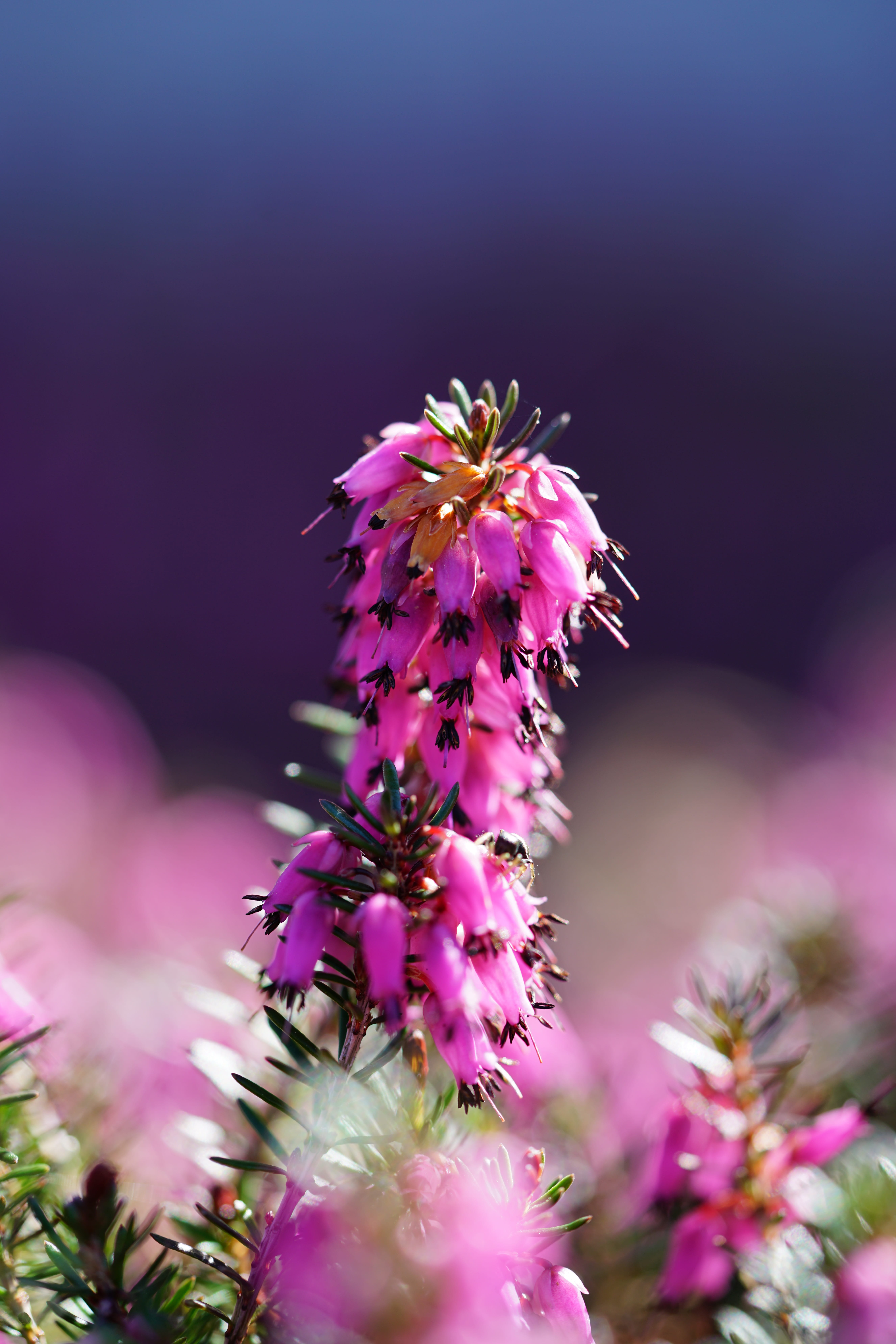 outdoors, flower head, flowering plant, freshness, close-up, selective focus, nature, erica multiflora, ericaceae, flower, pink color, beauty in nature, Phone HD Wallpaper