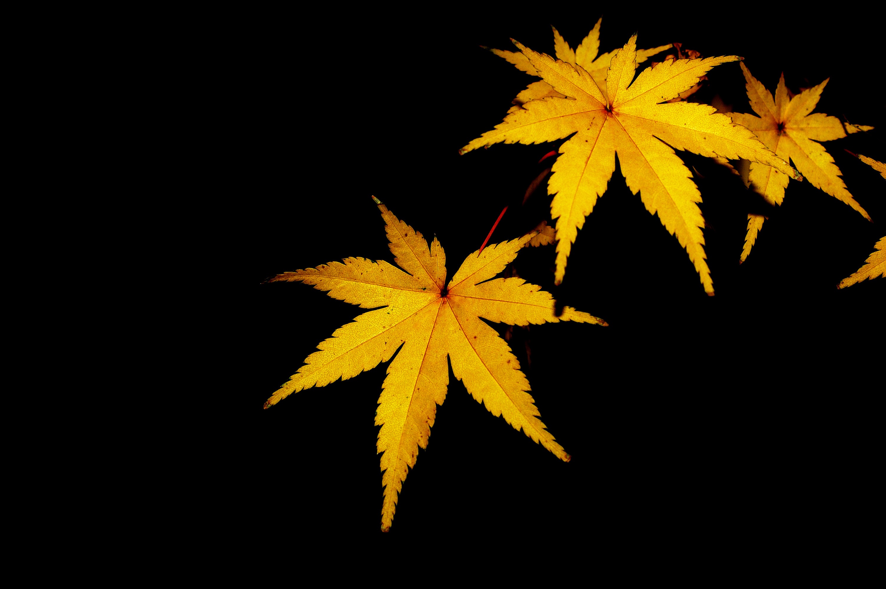 beauty in nature, nature, no people, indoors, plant, flowers, background, leaves, vulnerability, freshness, 2K, maple leaf, black background, autumn, yellow, HD Wallpaper