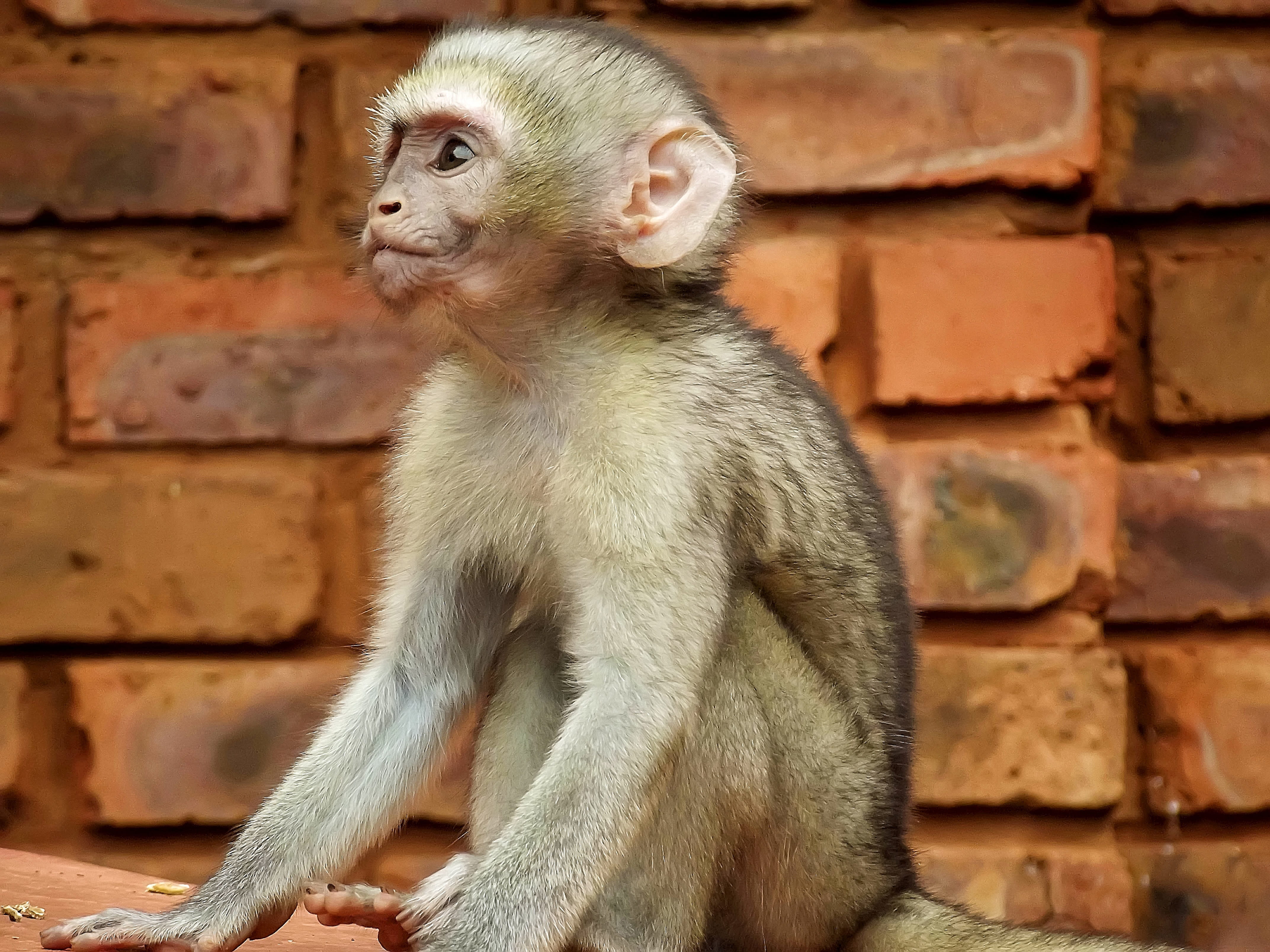 vertebrate, cute, day, wild, animal, wall, funny, adorable, vervet, protected, old soul, furry, face, primate, animal wildlife, architecture, male, south africa, HD Wallpaper