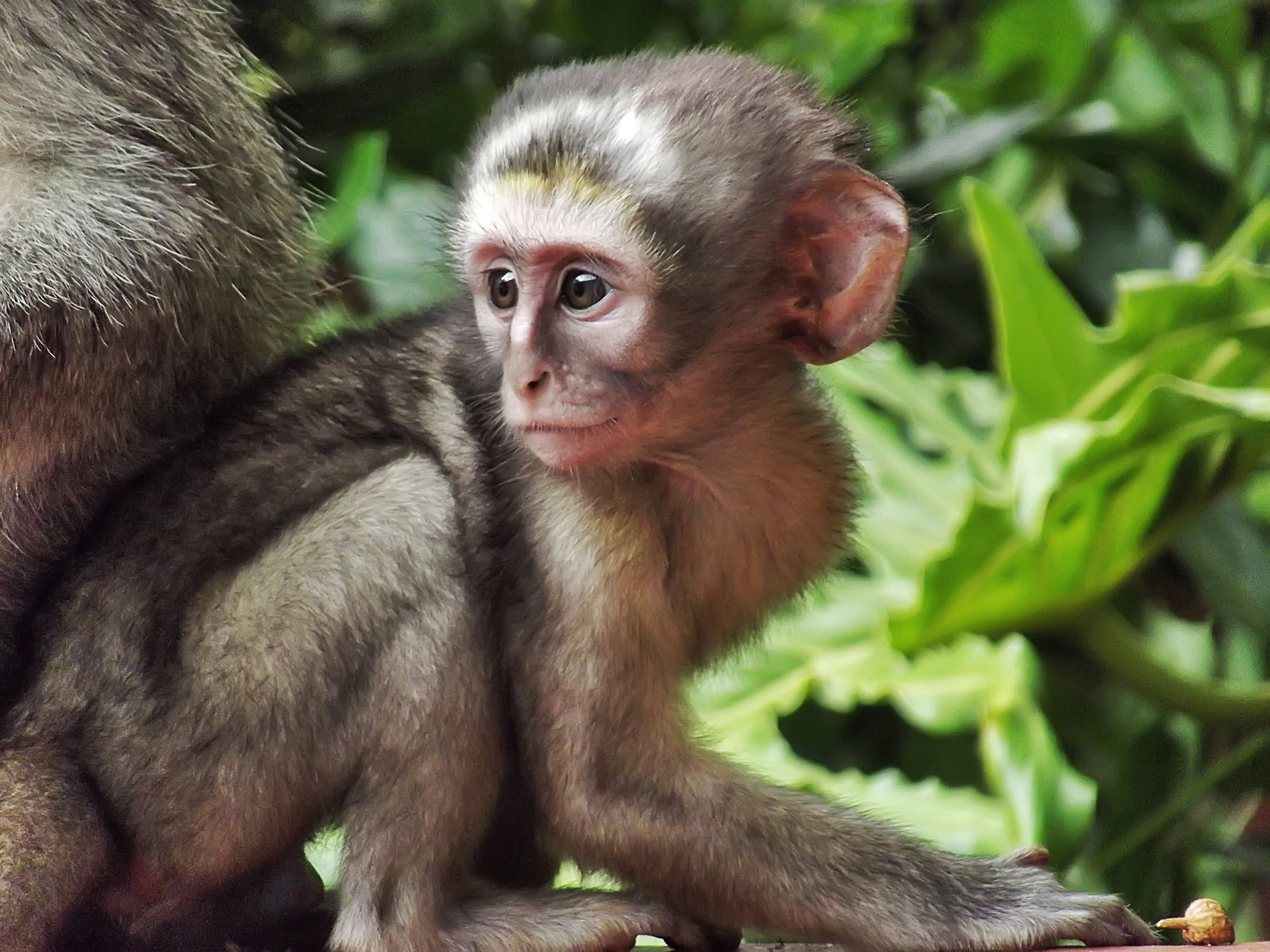 natural, no people, funny, adorable, creature, home, brown, hartbeespoort, food, vervet, forest, tropical Rainforest, looking, plant, primate, male, visit, HD Wallpaper