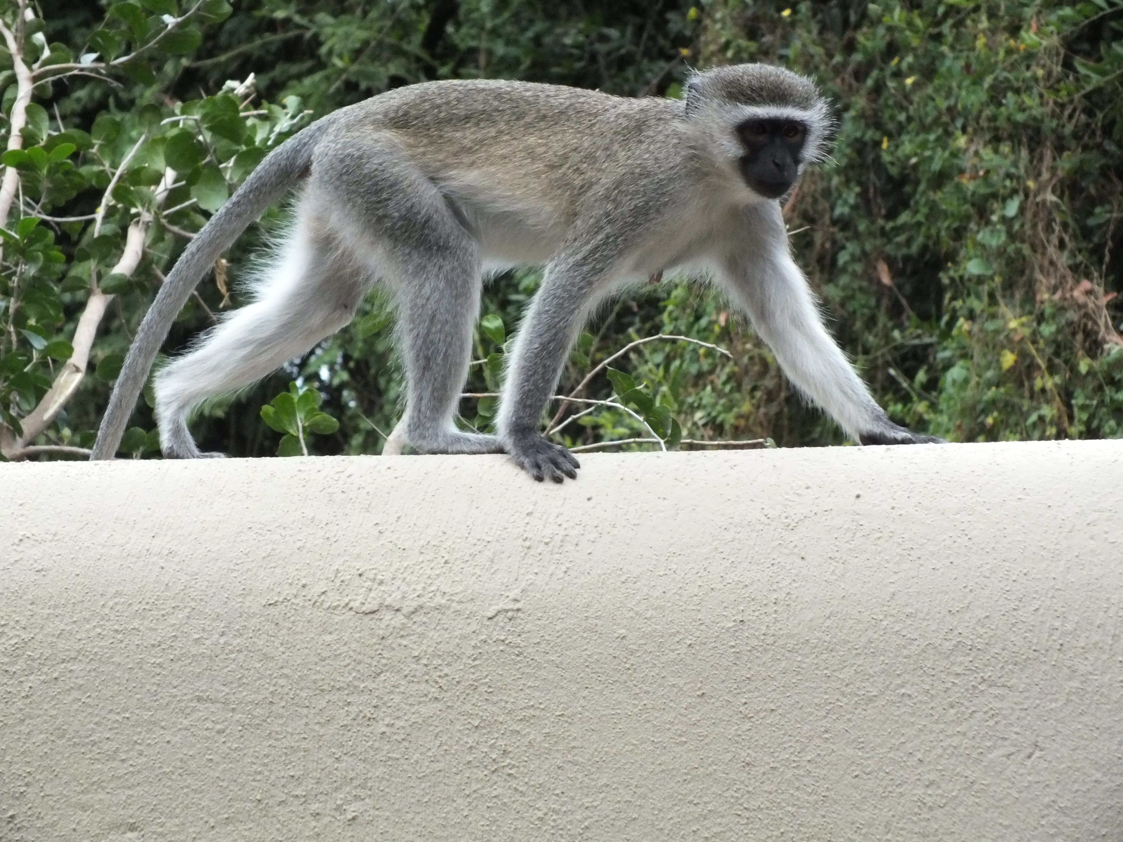 full length, species, plant, monkey, focus on foreground, no people, looking away, africa, side view, primate, nature, looking, animal wildlife, safari, HD Wallpaper