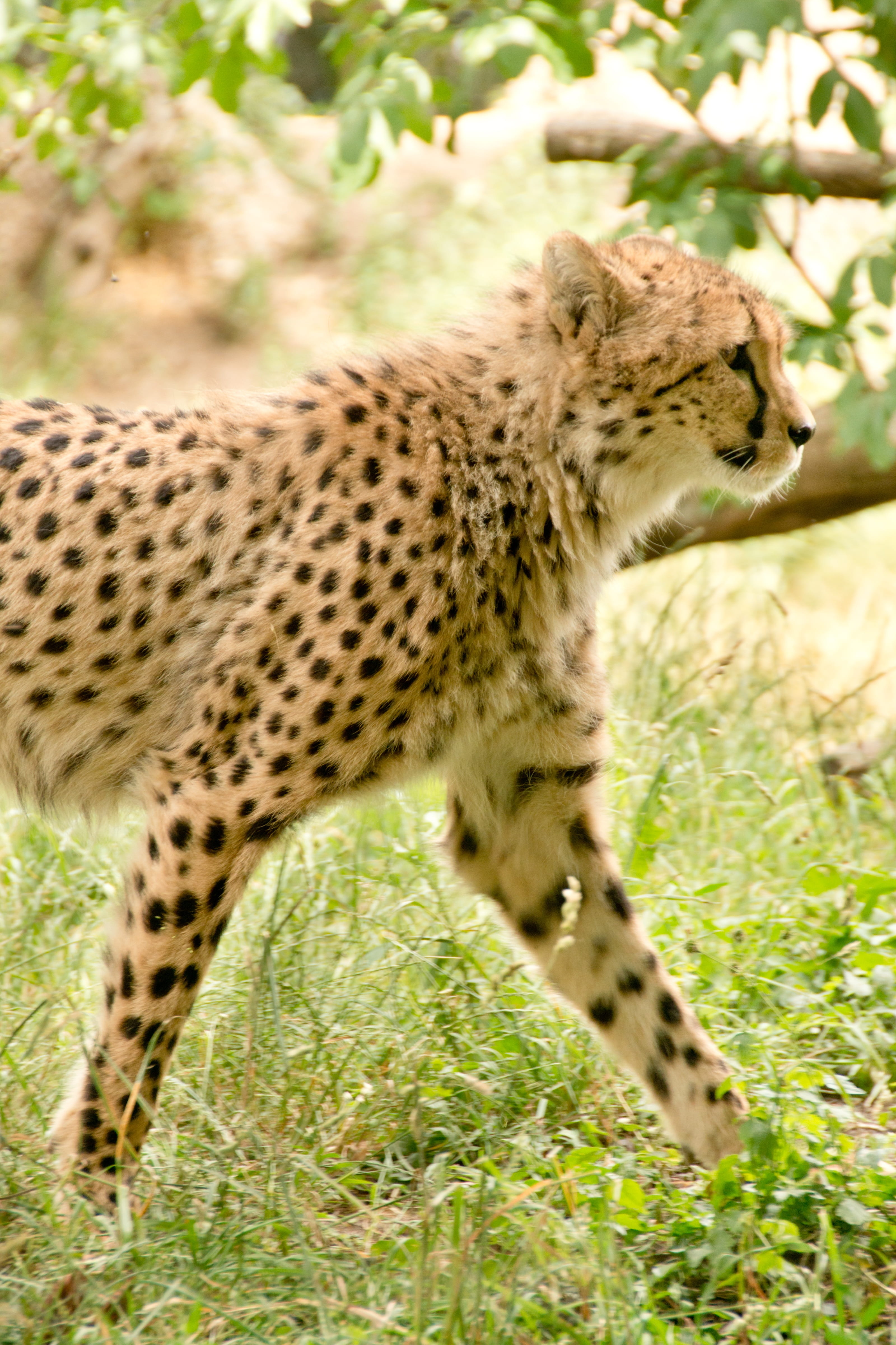 wild, land, grass, view, animals in the wild, spotted, wildcat, animal wildlife, feline, Kenya, animal, plant, one animal, animal portrait, hunter, carnivora, Phone HD Wallpaper
