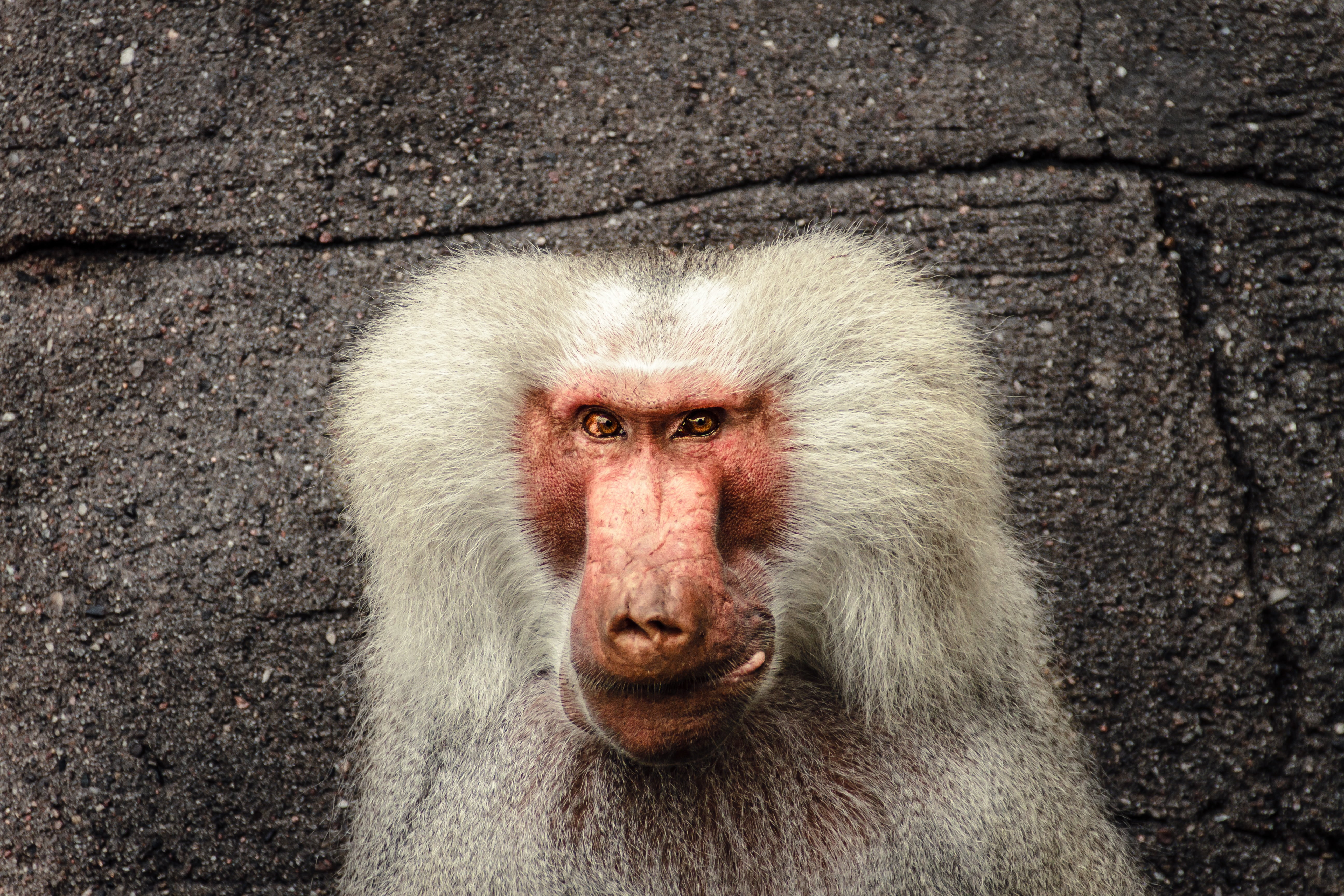 fur, watch, monkey, no people, looking at camera, hamburg, zoo animal, hamadryas, animal wildlife, animal body part, eyes, portrait, grey fur, wait, zoo, HD Wallpaper