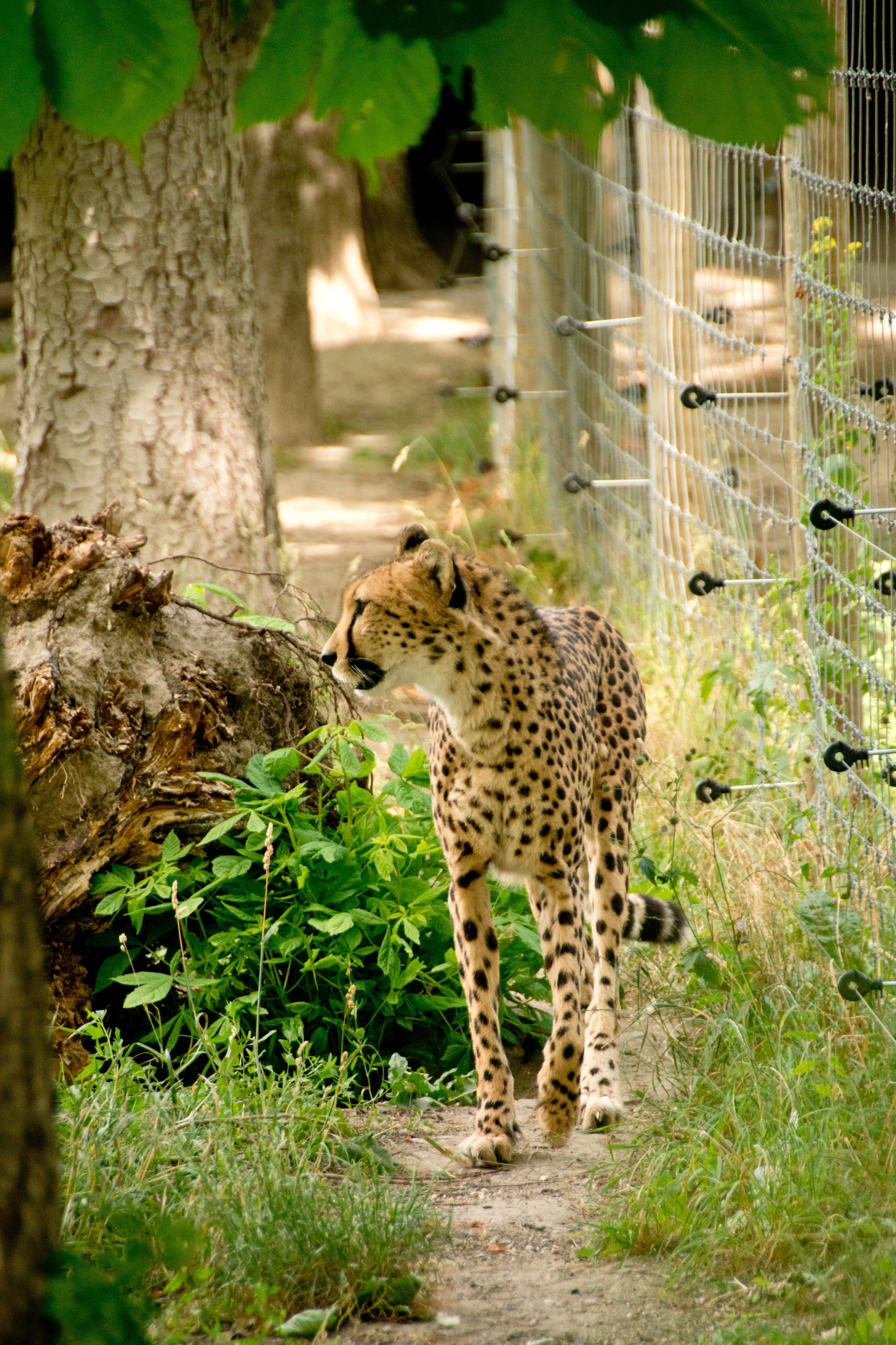 vertebrate, dangerous, national park, undomesticated cat, cheetah, wildlife reserve, no people, spotted, safari, pets, points, animal, snout, mammals, animals, Phone HD Wallpaper