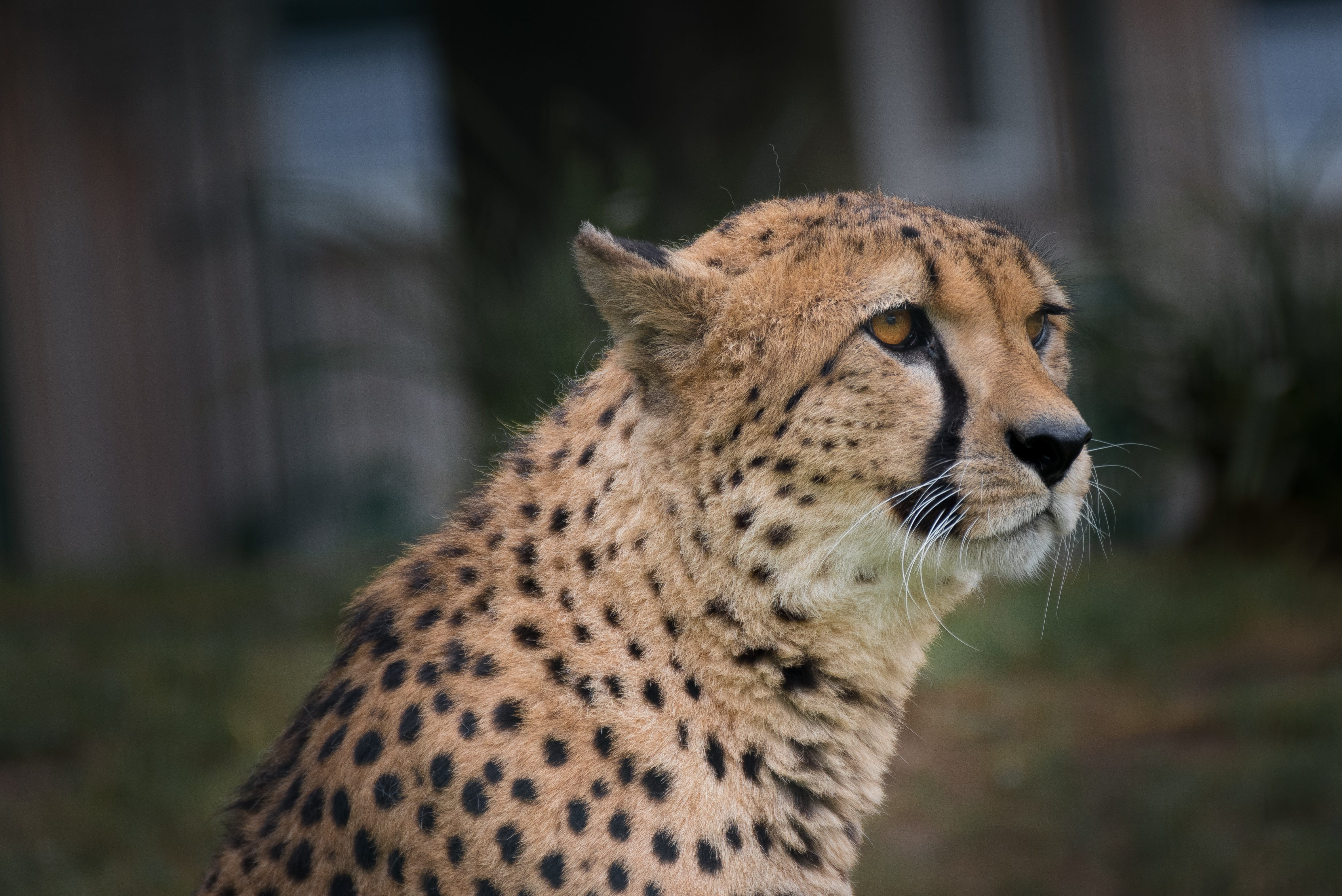 whisker, animal world, 4K, mammal, big cat, wild, animal wildlife, safari, bite, fast, day, watch, wildcat, animal themes, animal head, animal, attention, HD Wallpaper