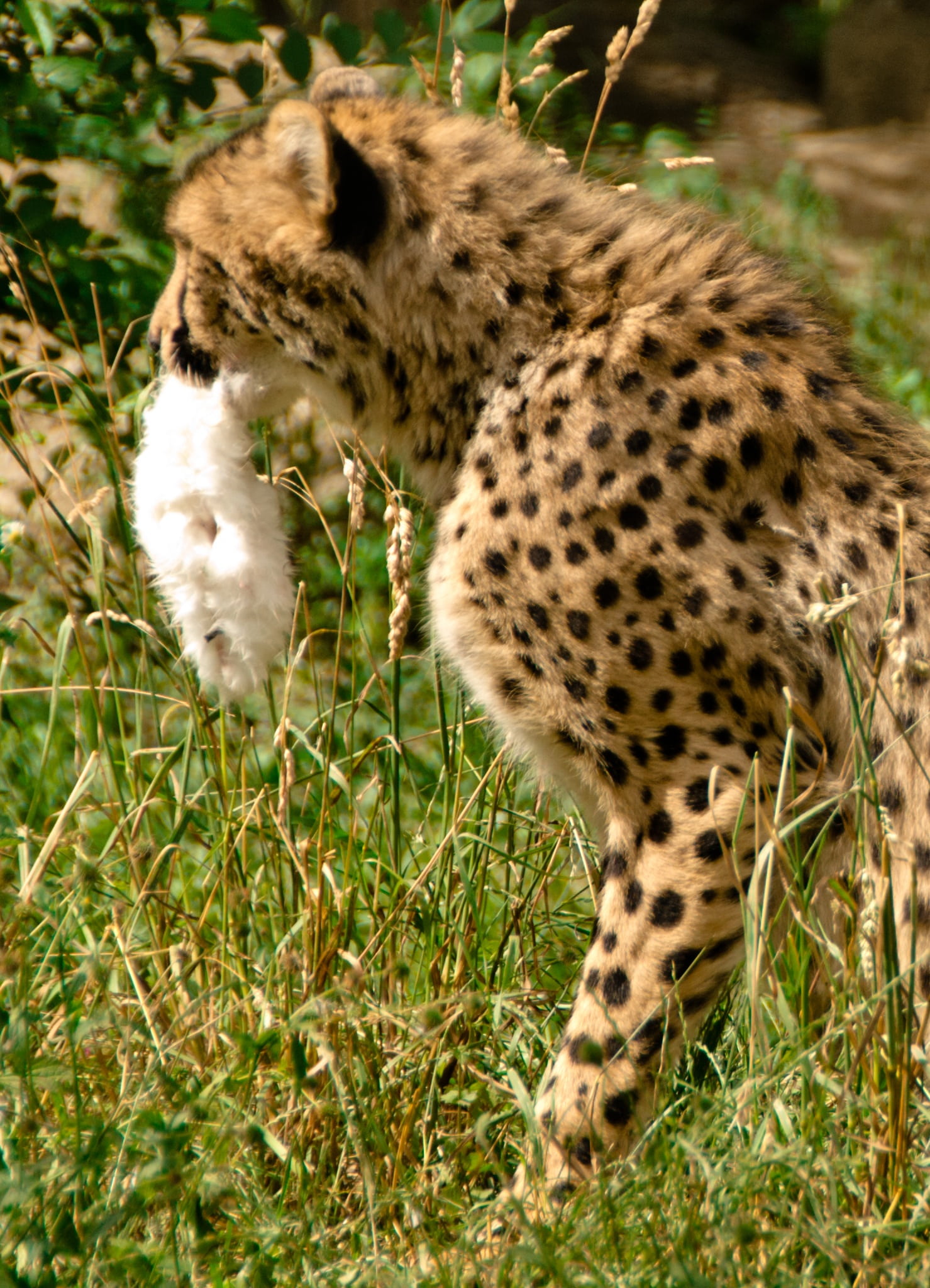 africa, meat, lunch, animal portrait, tasty, cheetah, wilderness, animal world, big cat, day, fur, feline, hunter, purry, grass, wildlife reserve, dangerous, Phone HD Wallpaper