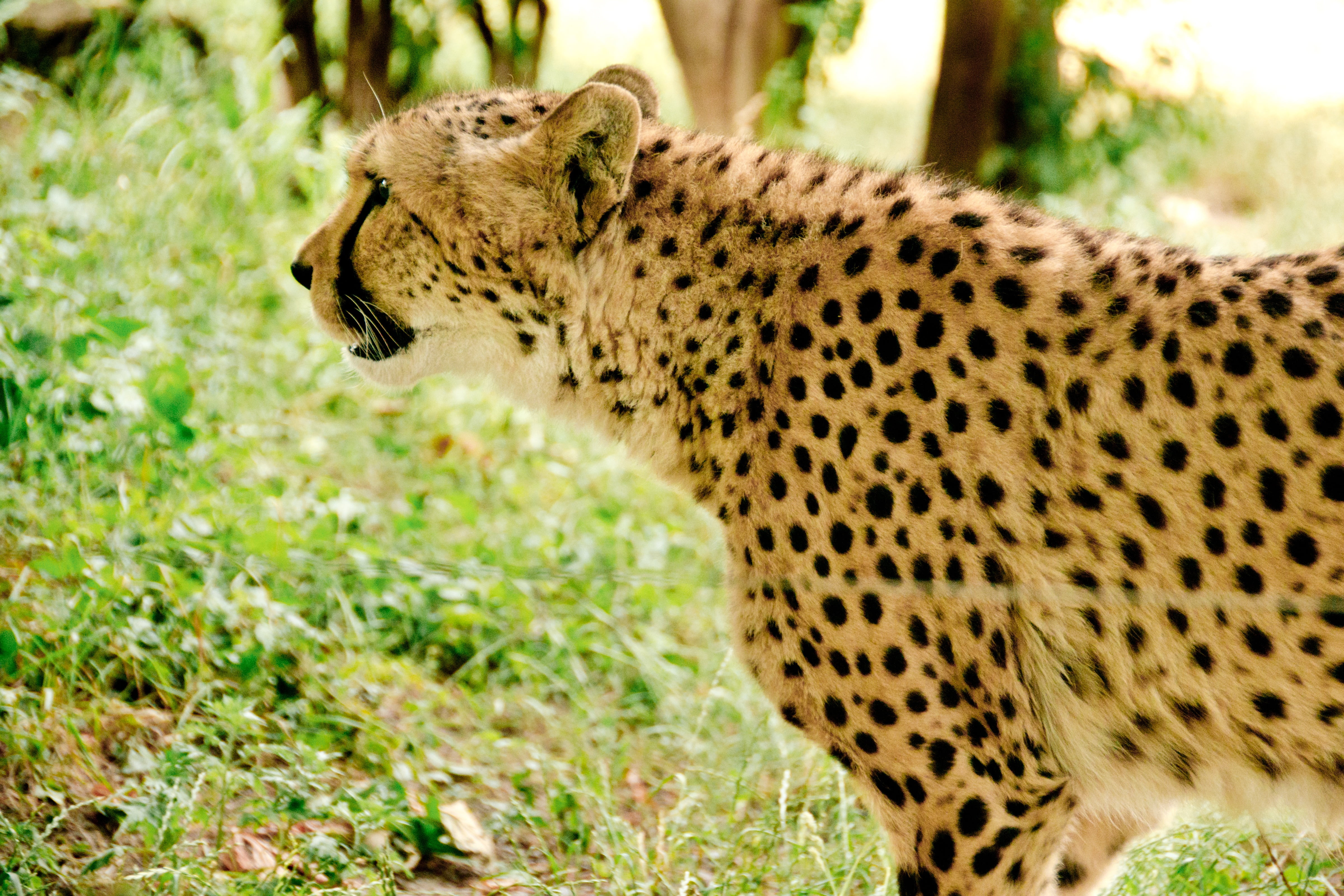 animal wildlife, cheetah, wildlife reserve, animal world, carnivora, carnivores, mammal, wilderness, nature park, grass, kenya, hunter, wildcat, animal themes, HD Wallpaper