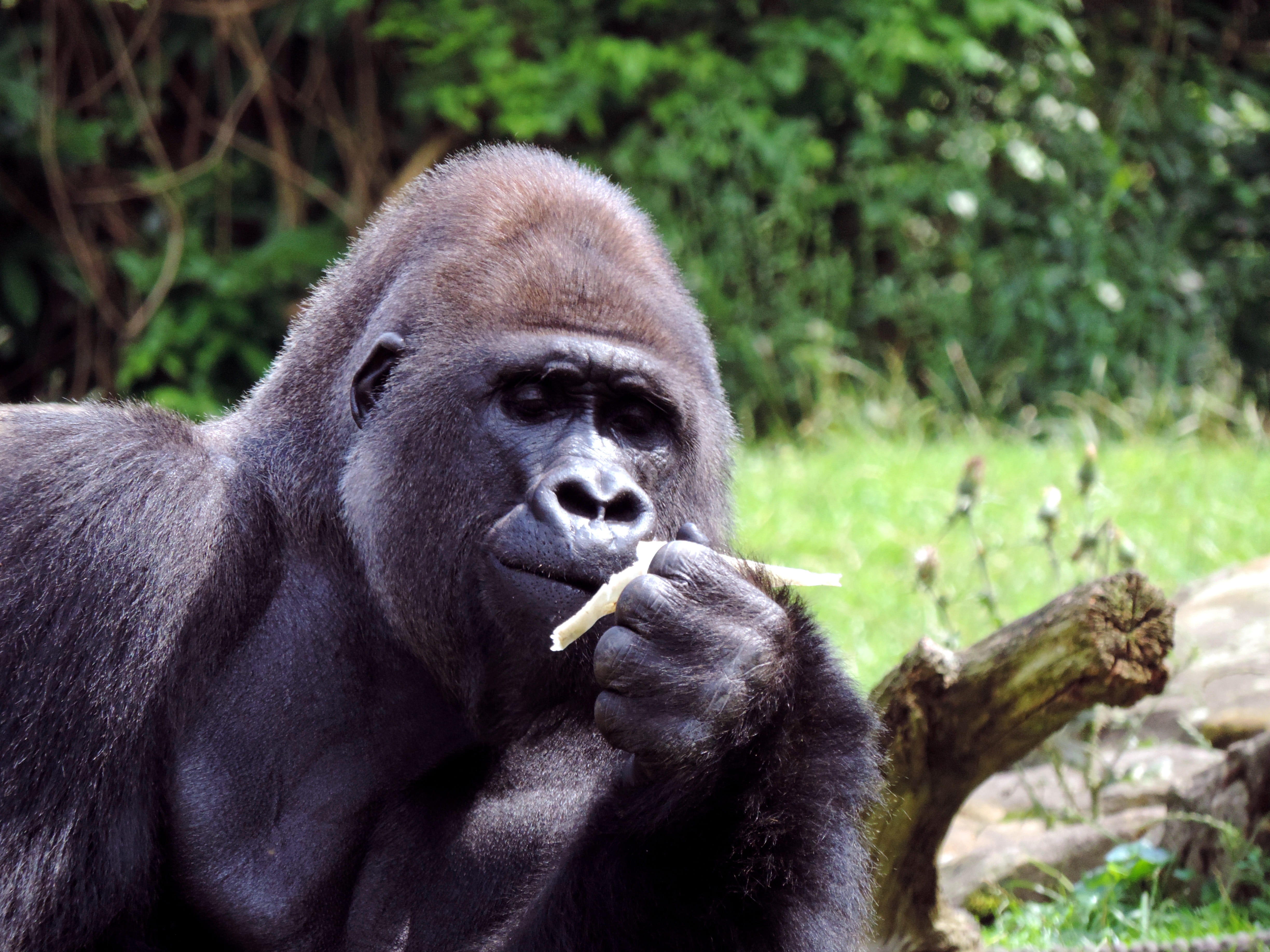 animal head, one animal, focus on foreground, forest, large, day, peaceful, animals in the wild, eat, a male gorilla, ape, face, animal world, silverback, HD Wallpaper