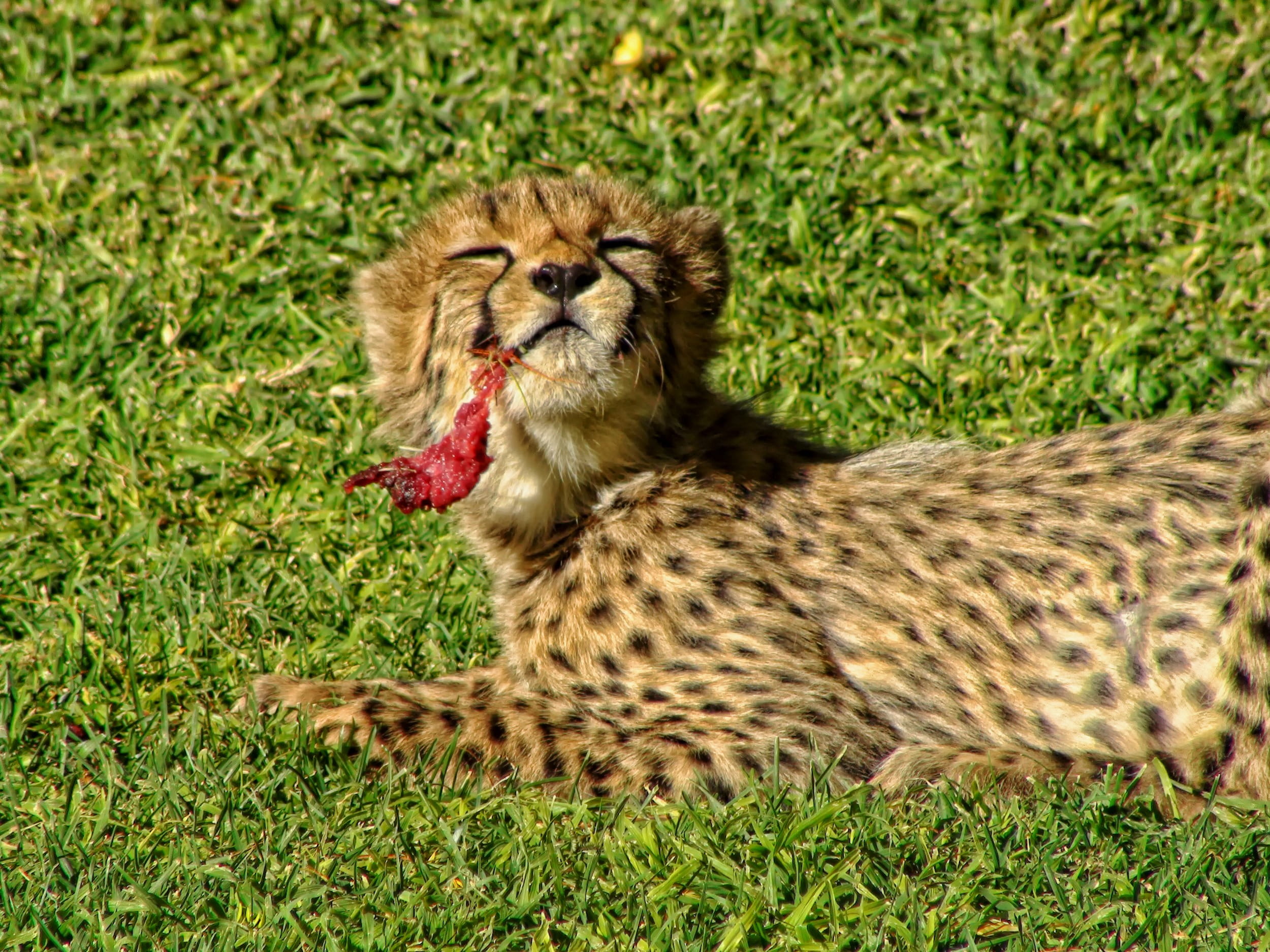 savannah, meat, big cat, wildlife, land, masai Mara National Reserve, undomesticated Cat, close-up, Animal, animal wildlife, spotted, africa, 1080P, plant, HD Wallpaper