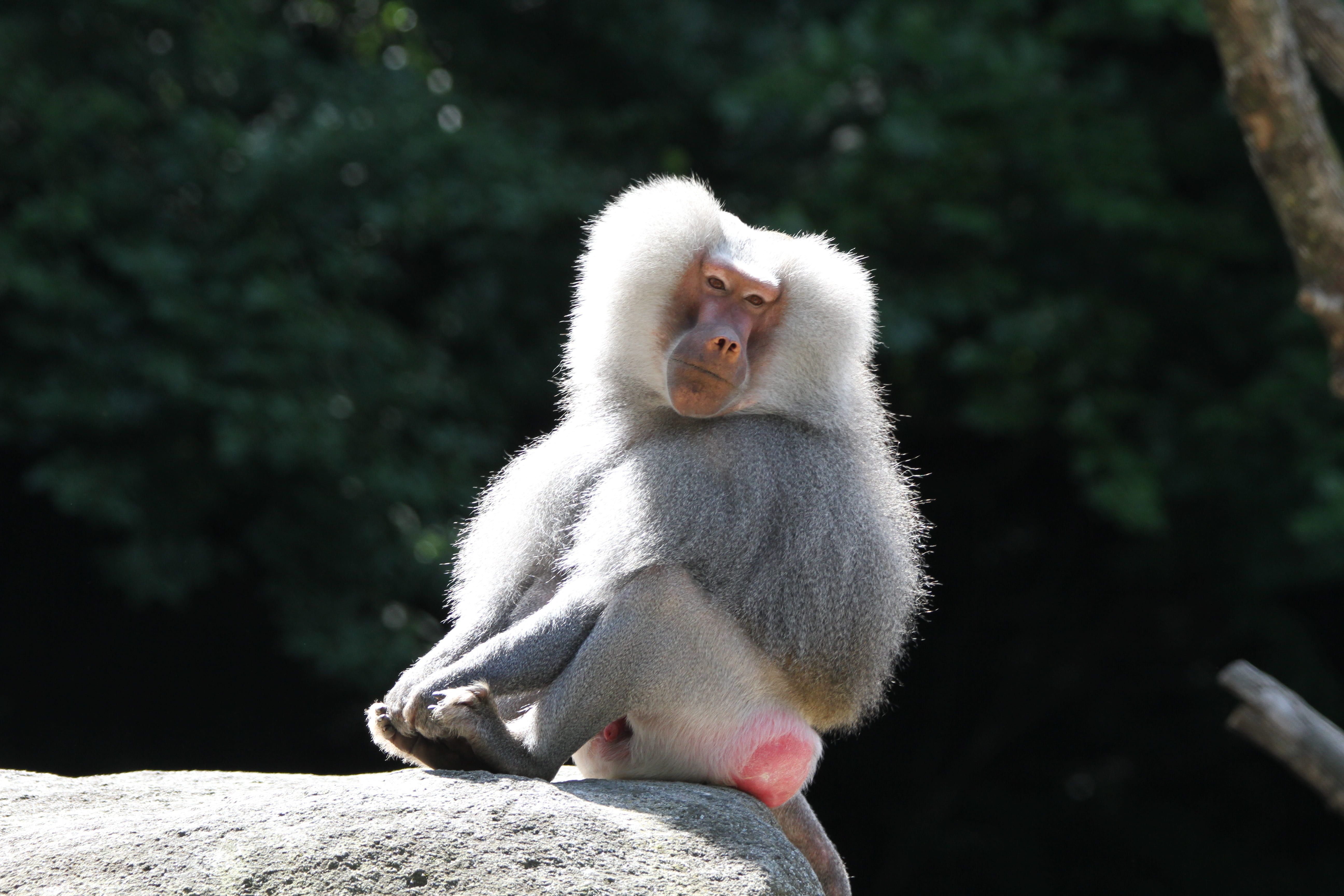 5K, no people, look, animal wildlife, primate, day, mammal, fur, sunlight, grey, mouth open, vertebrate, animals in the wild, focus on foreground, baboon, HD Wallpaper