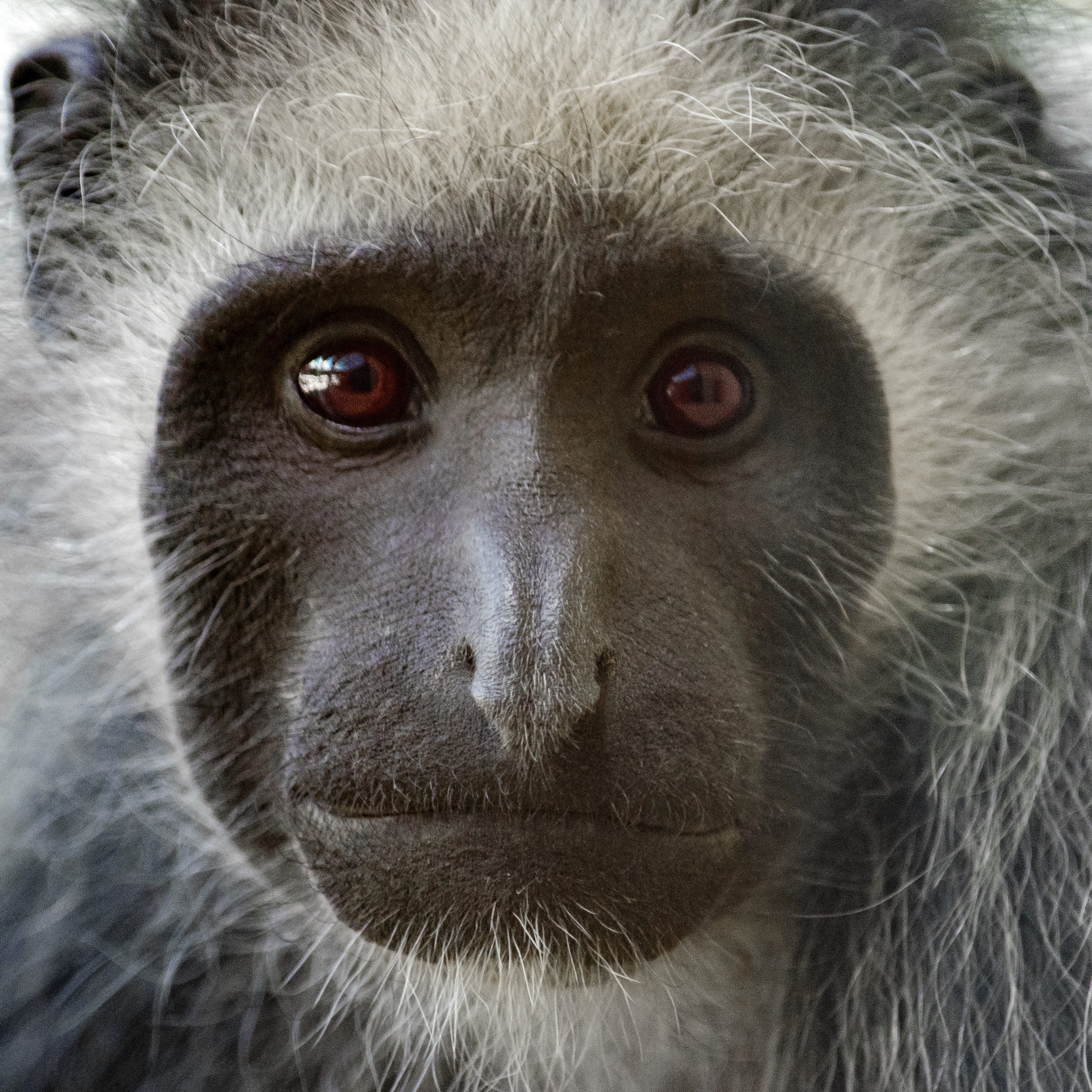 close-up, animals in the wild, animal nose, africa, one animal, cute, animal world, 2K, animal hair, black and white, portrait, no people, primate, bears colobus monkey, Phone HD Wallpaper