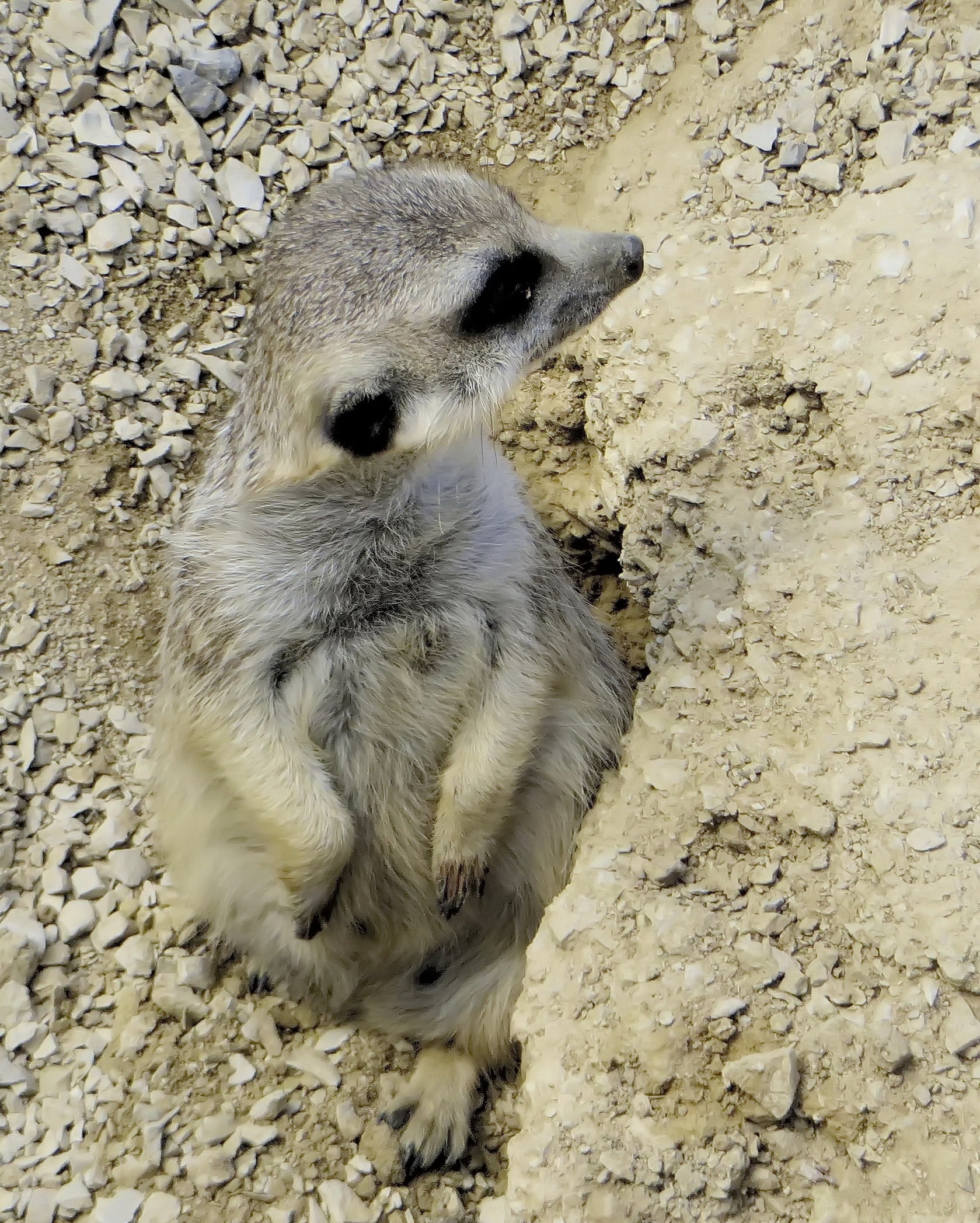 looking, outdoors, 1080P, mongoose, zoology, africa, herbivorous, cute, nature, mammal, animal themes, meerkat, no people, day, suricate, field, wildlife, Phone HD Wallpaper