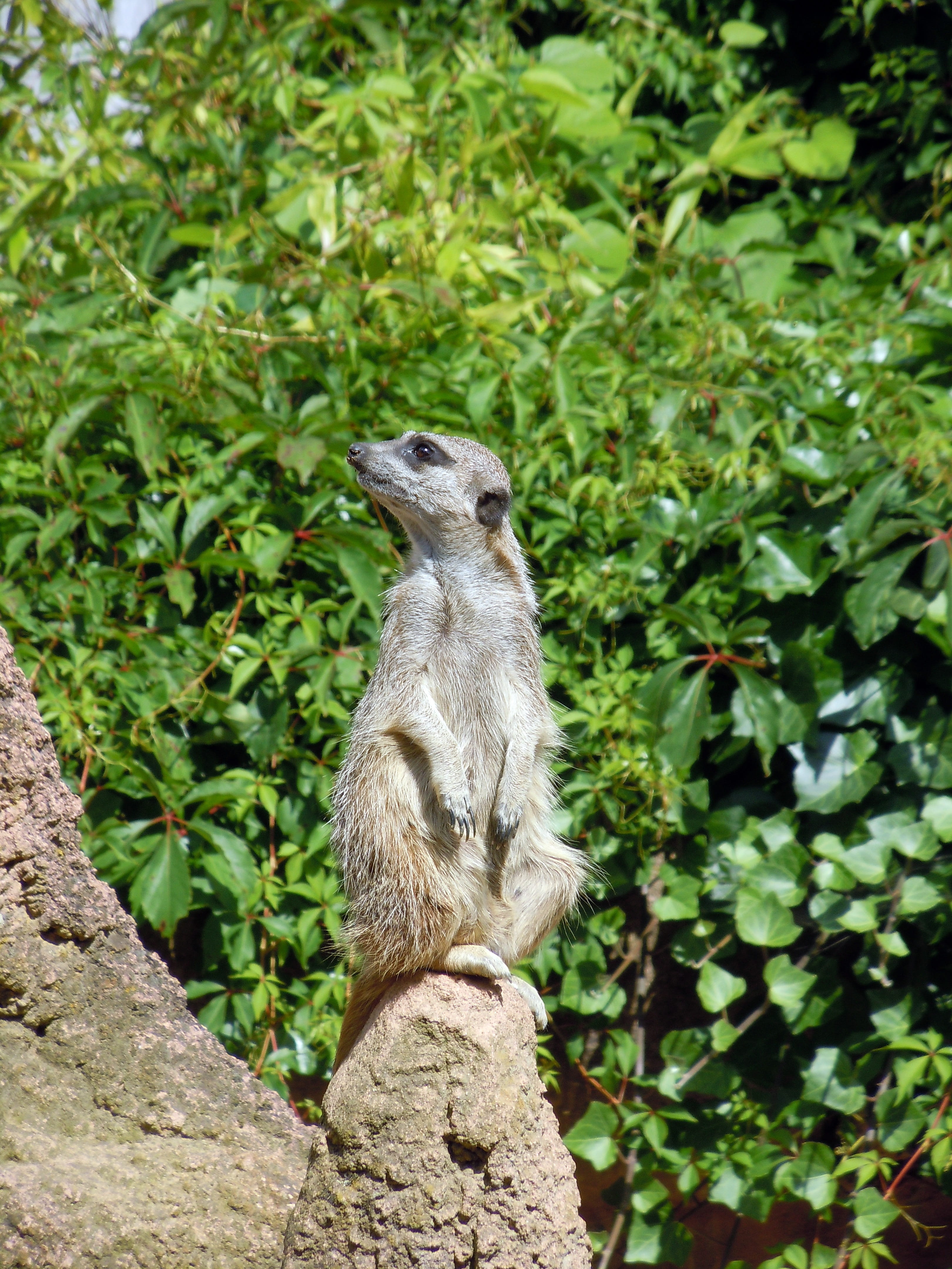 nature, focus on foreground, cute, animals In The Wild, solid, animal wildlife, Meerkat, mammal, green color, plant, Animal, fur, africa, rock, Guard, one animal, Phone HD Wallpaper