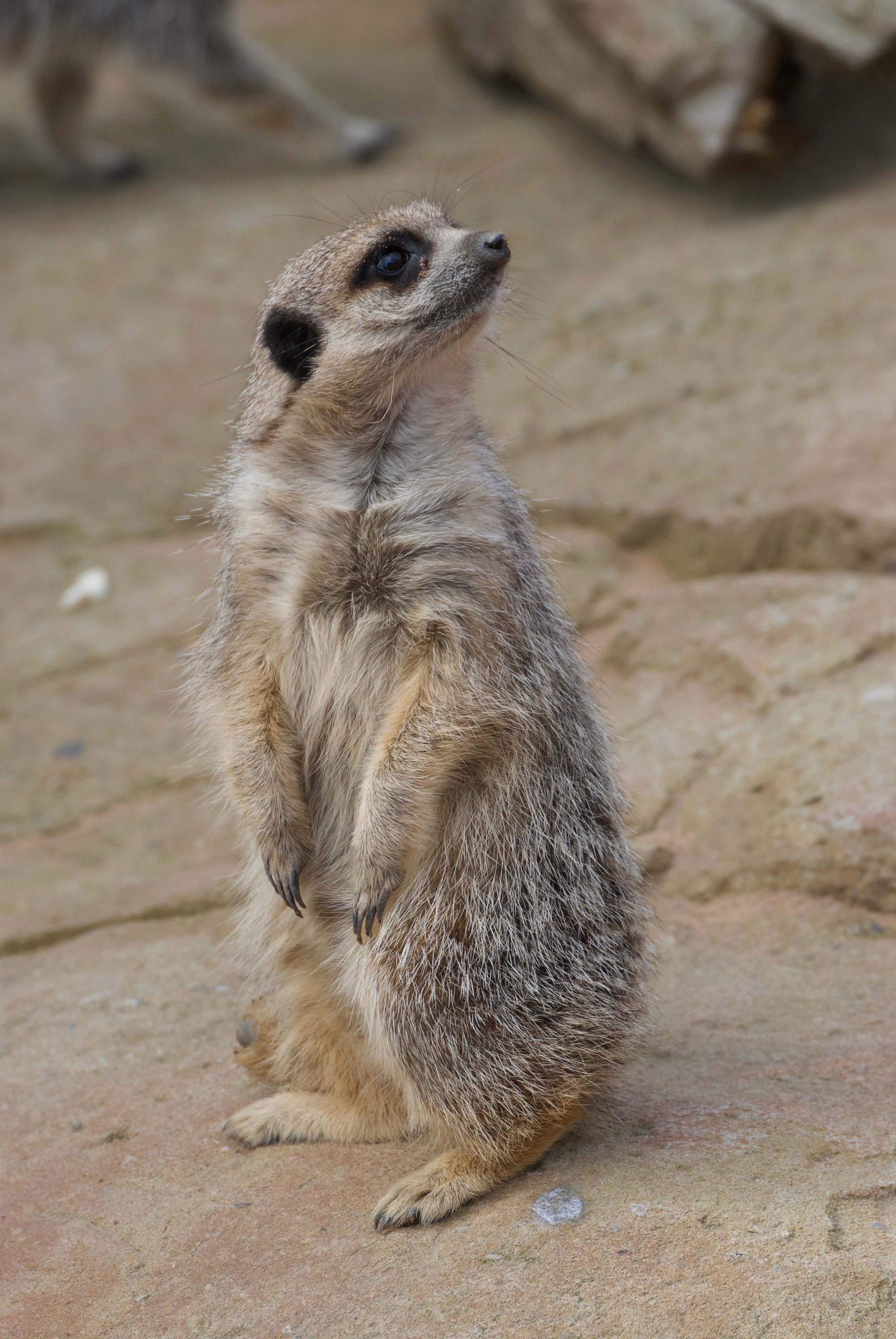one animal, nature, whisker, animal, land, cute, animals in the wild, solid, vertebrate, park, standing, 4K, sitting, desert, focus on foreground, attention, Phone HD Wallpaper