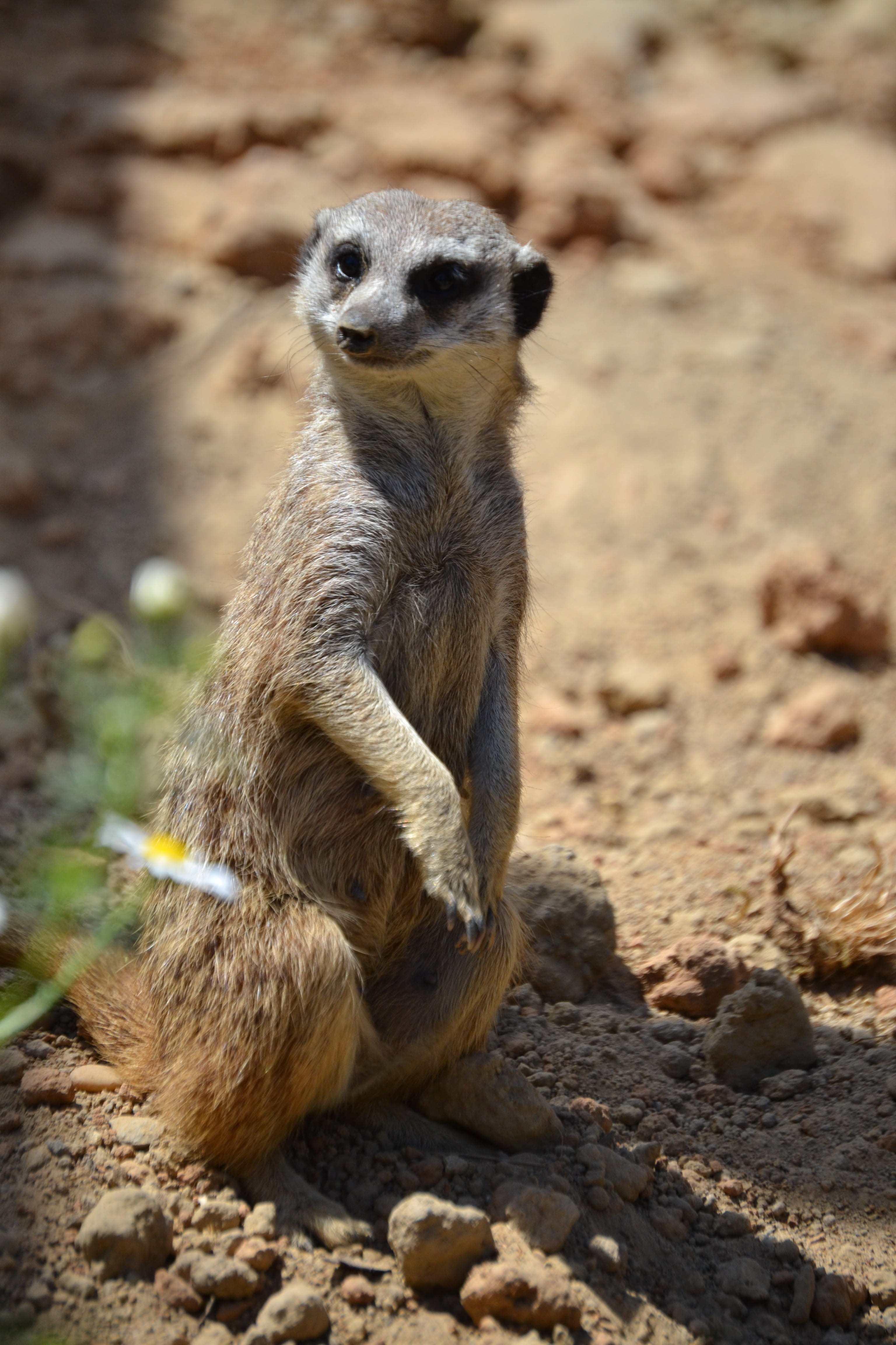 standing, mammal, healthy, outdoors, small, keep watch, day, rock - object, no people, Attention, solid, land, full length, 4K, wildlife, looking, vertebrate, Phone HD Wallpaper