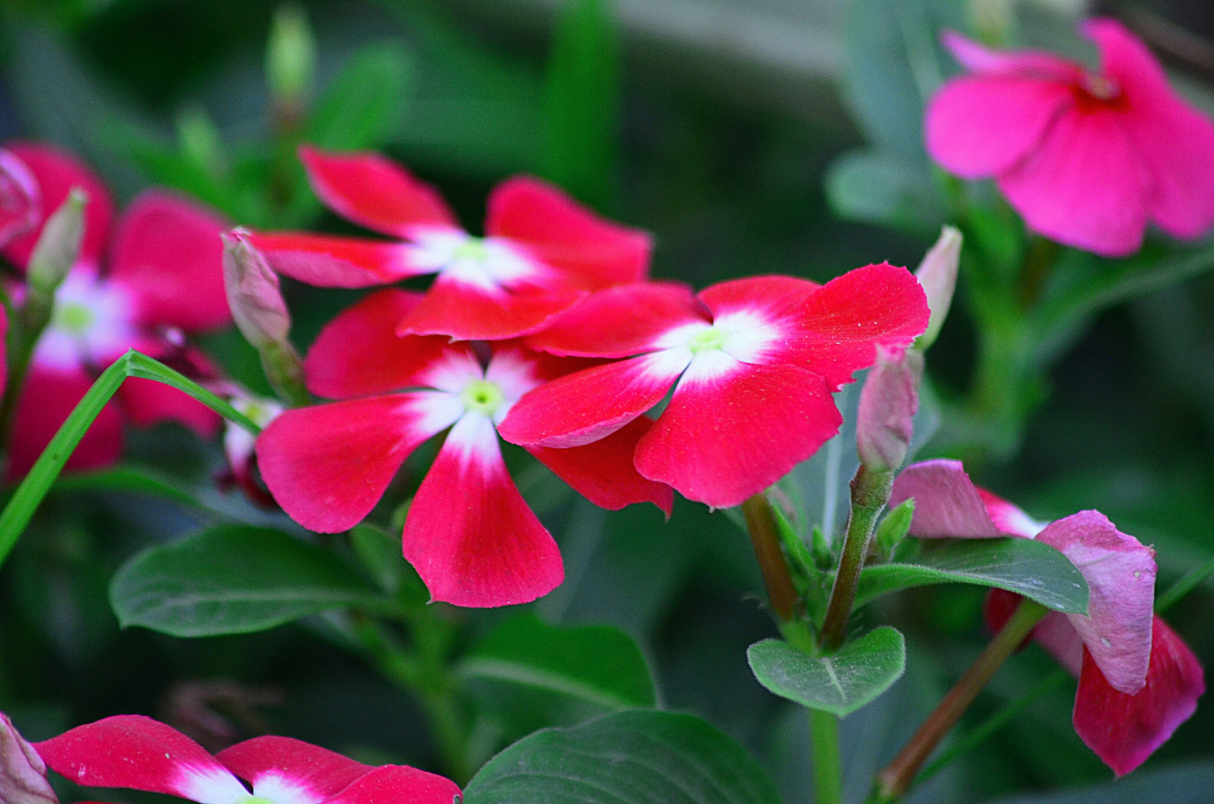 leaf, freshness, fragility, flower, pink color, no people, plant part, focus on foreground, landscape, growth, outdoors, inflorescence, petal, close-up, HD Wallpaper