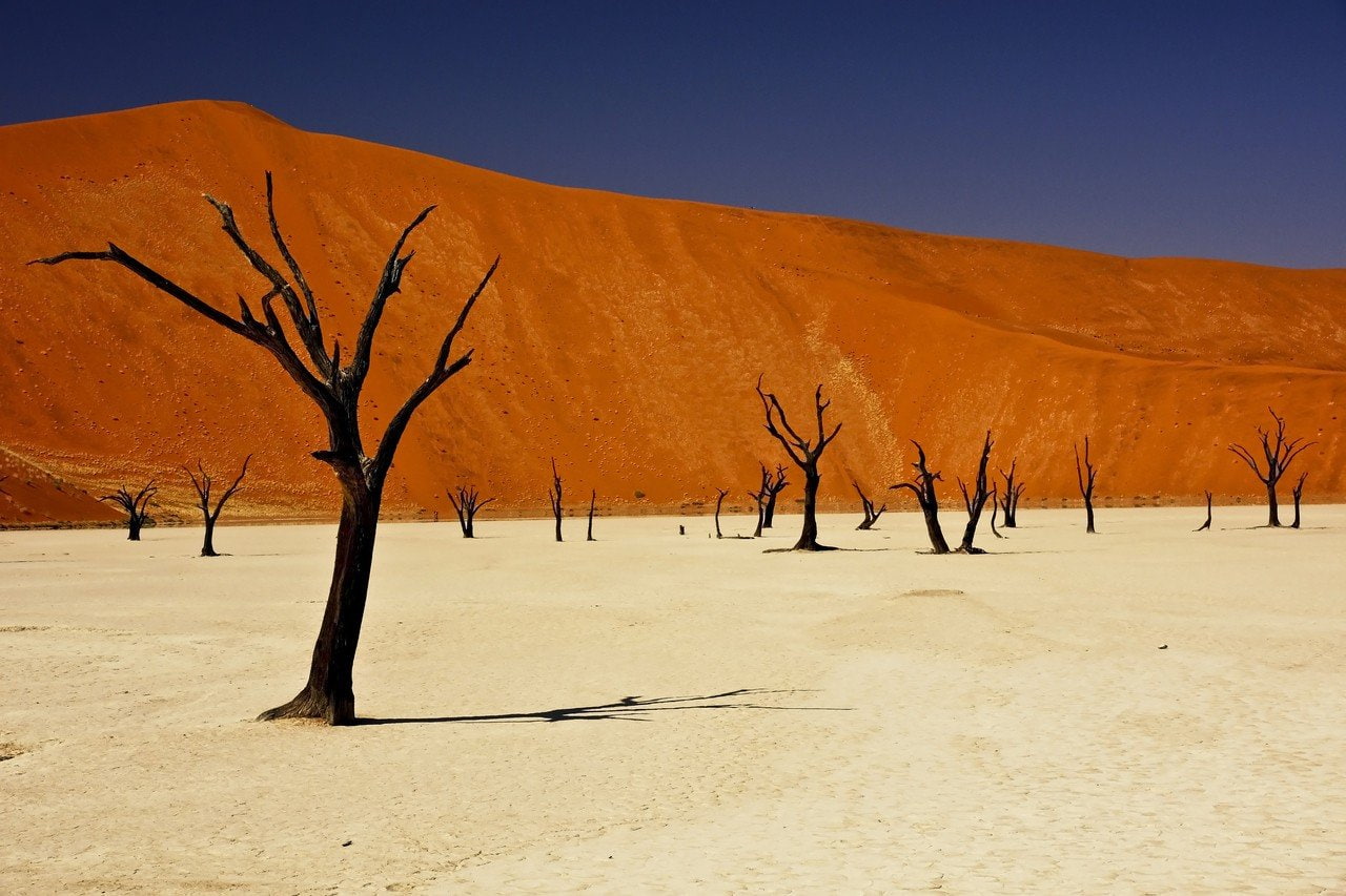 day, environment, no people, land, trunk, africa namibia dode vlei trees desert, arid climate, mountain, landscape, scenics - nature, tree trunk, non-urban scene, HD Wallpaper