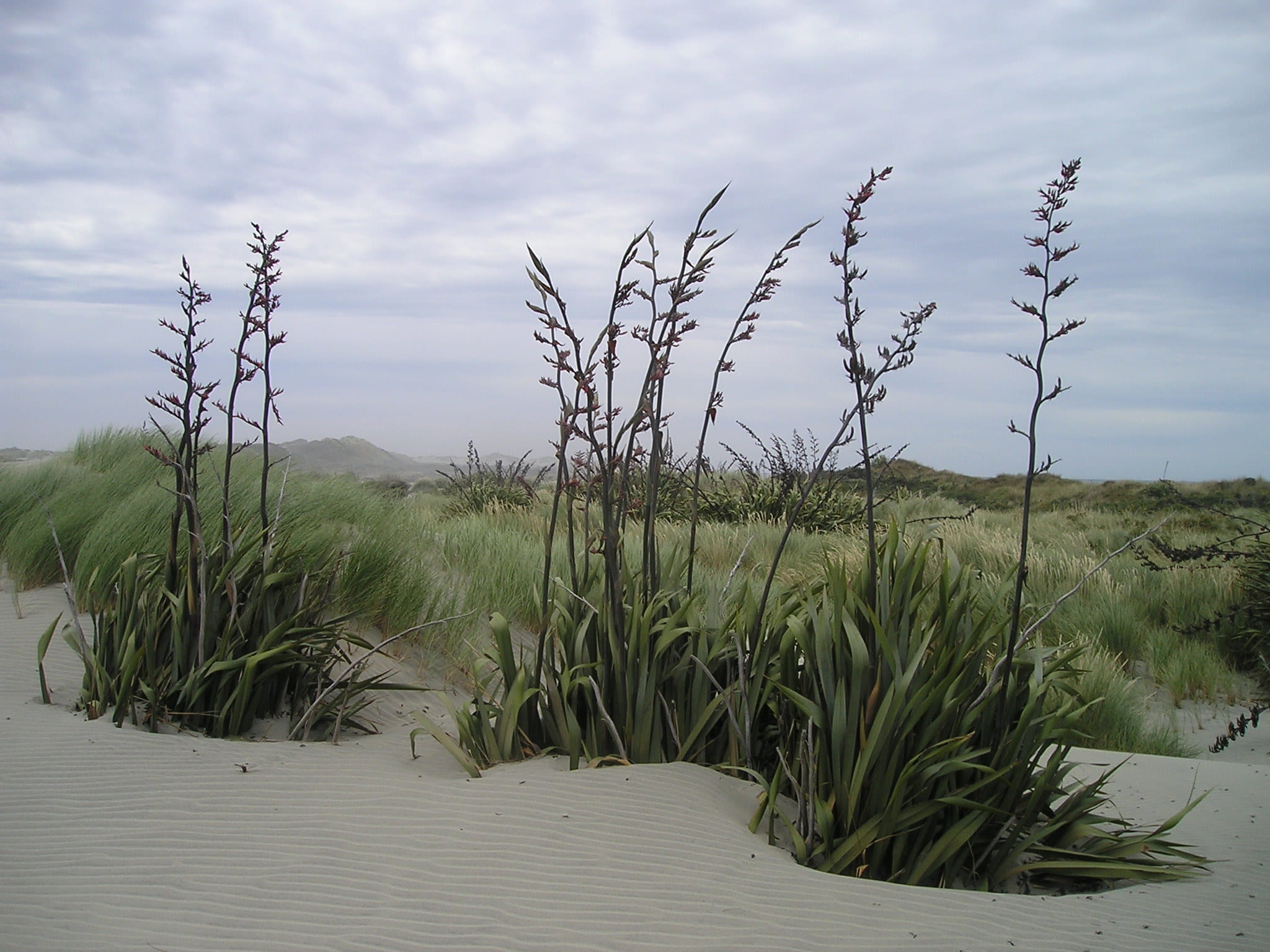 tranquil scene, grass, sand, cloud - sky, plant, nature, outdoors, remote, land, no people, 1080P, desert, sky, south island, landscape, growth, day, northern tip, HD Wallpaper