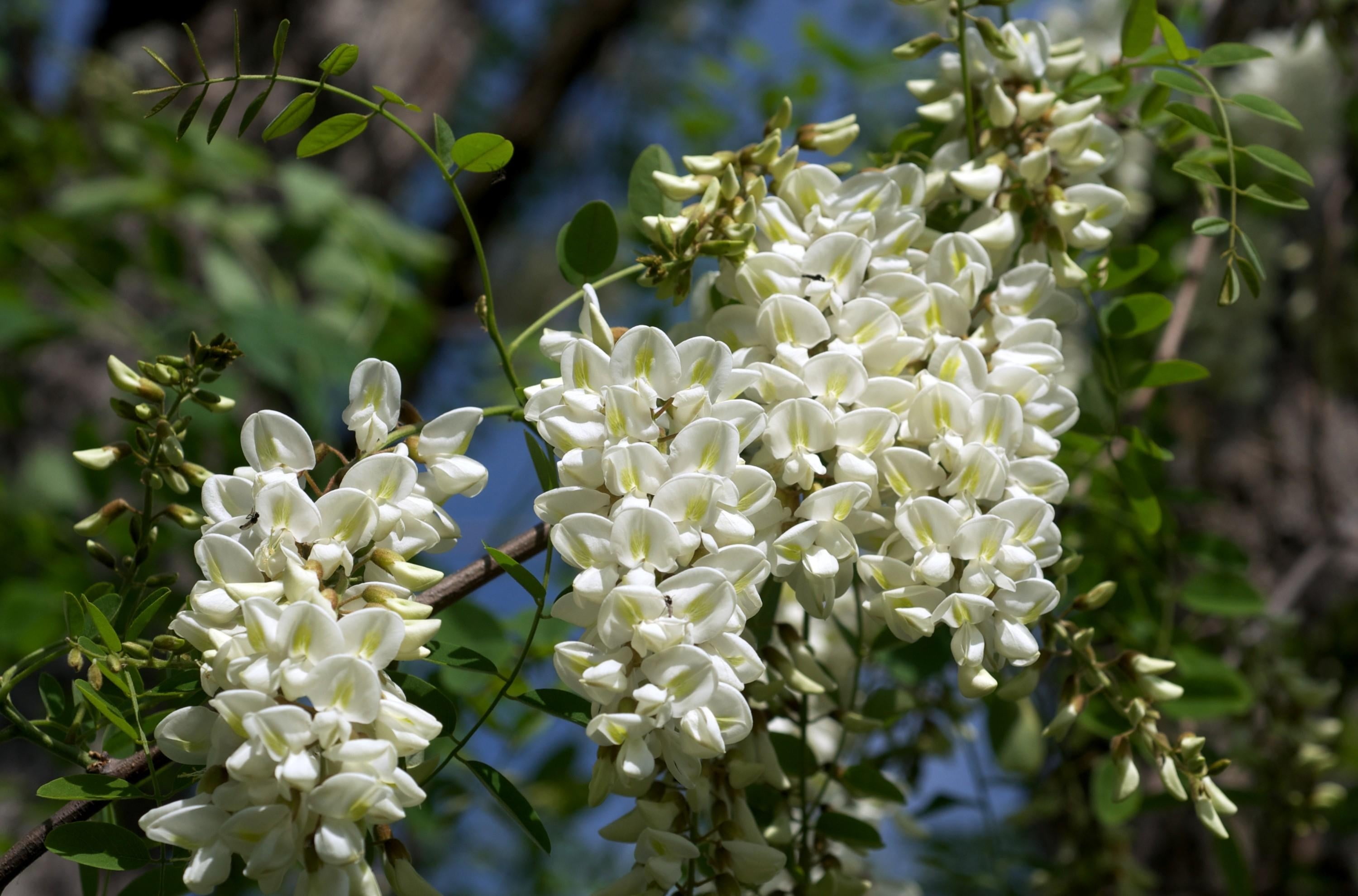 stem, season, snow-white, petal, branch, day, backgrounds, inflorescence, white color, yellow, outdoors, blossom, flowering plant, plant, lilac, freshness, HD Wallpaper