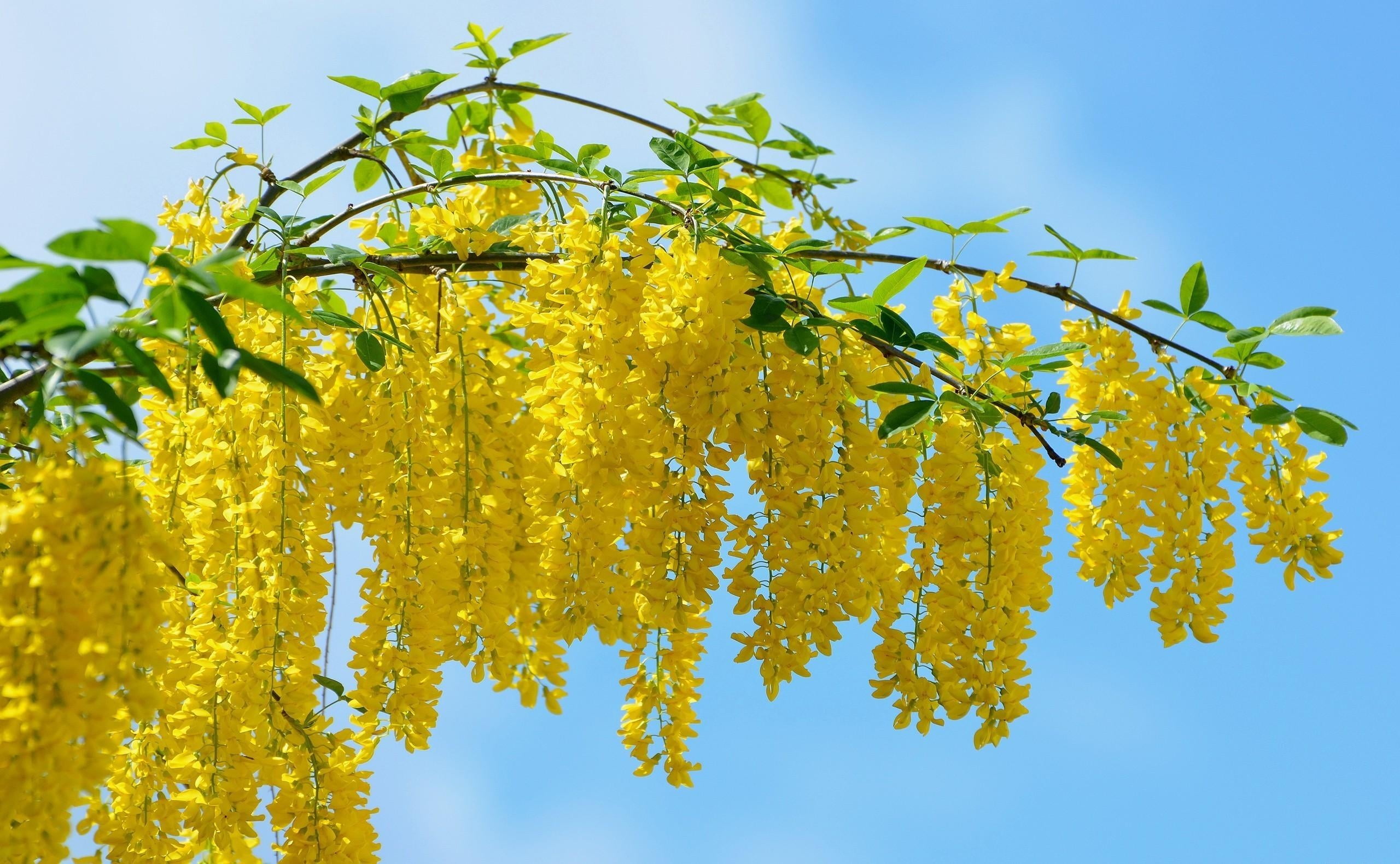 backgrounds, acacia, summer, outdoors, tree, yellow, freshness, agriculture, sky, low angle view, sunlight, flowers, flower, sunny, green Color, blue, foliage, HD Wallpaper