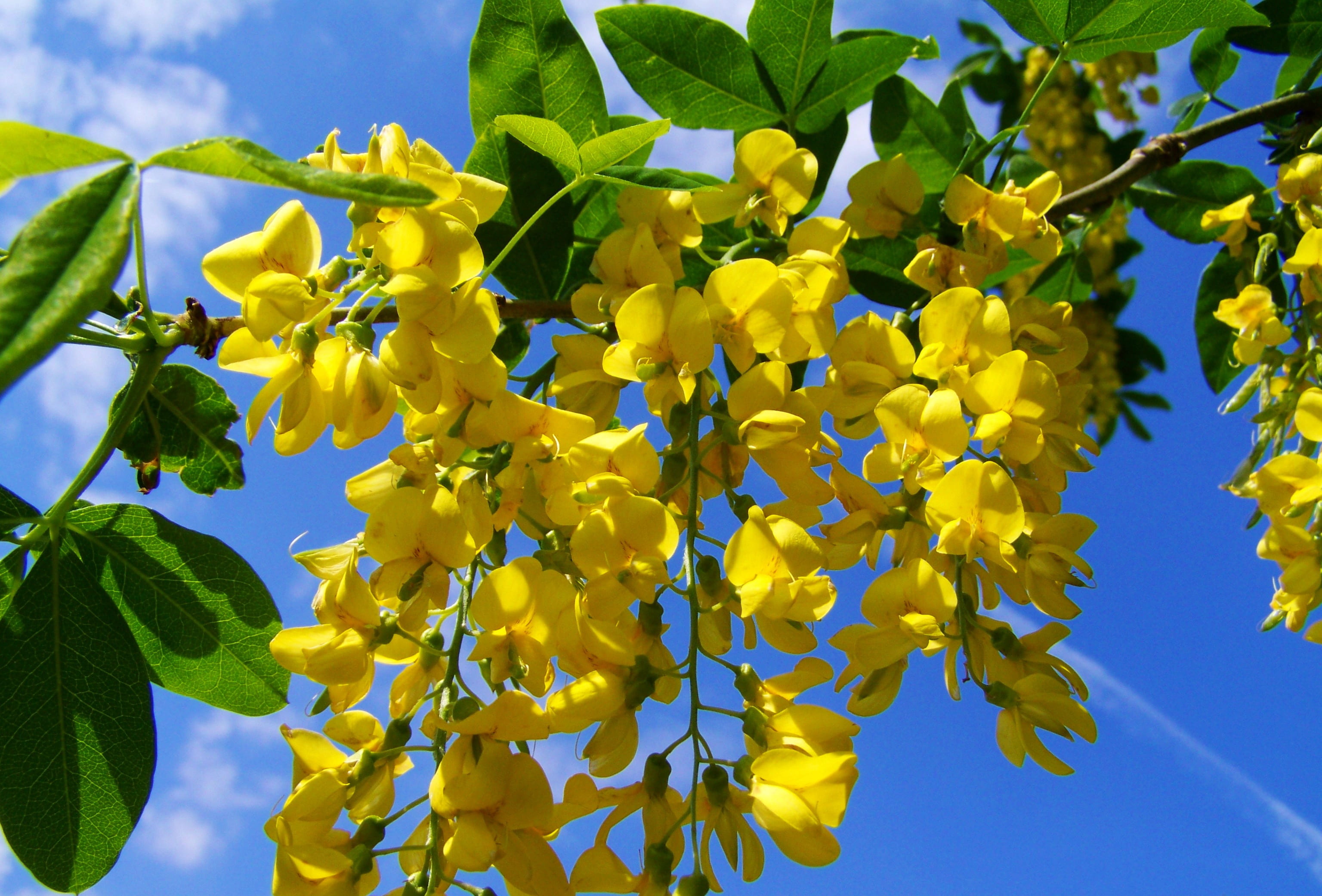 sky, flowering plant, yellow, blue sky, plant part, flowers, freshness, day, leaf, flower head, flower, springtime, plant, beauty in nature, focus, nature, HD Wallpaper