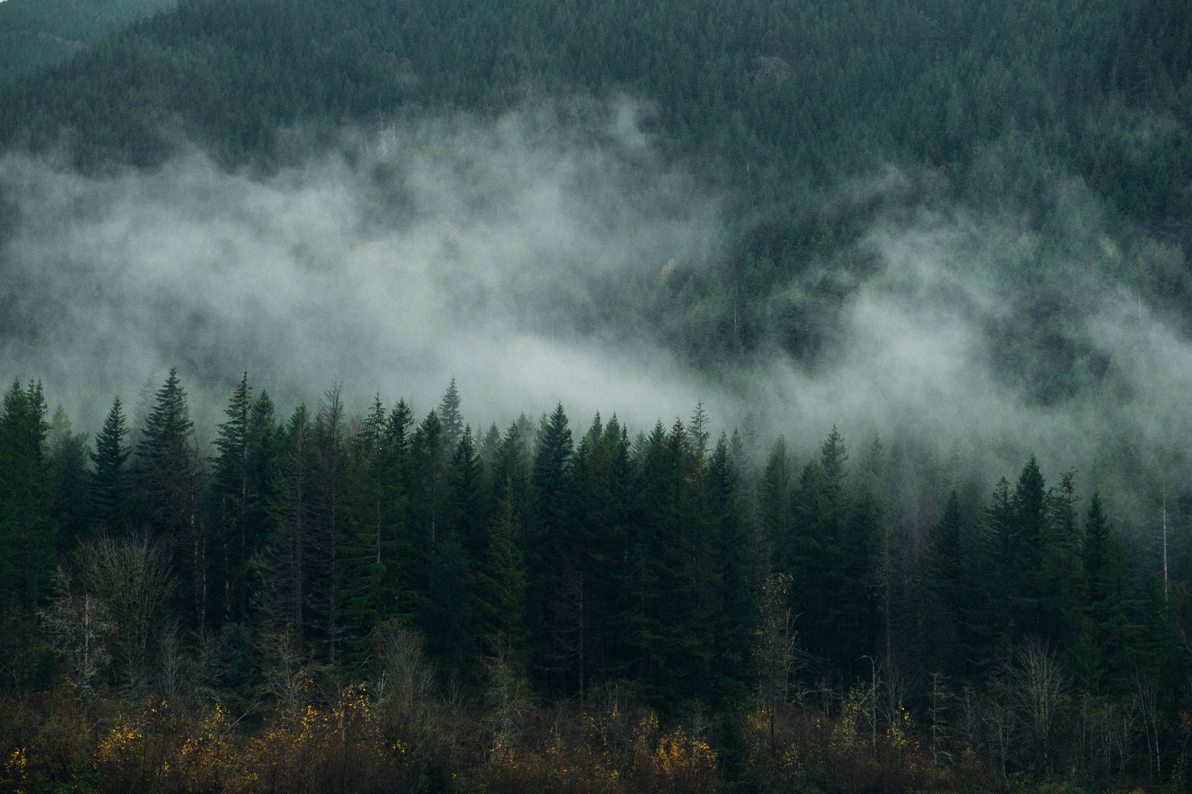 cloud - sky, trees, land, clouds, beauty in nature, pine woodland, outdoors, scenics - nature, growth, no people, tranquil scene, tranquility, adventure, HD Wallpaper