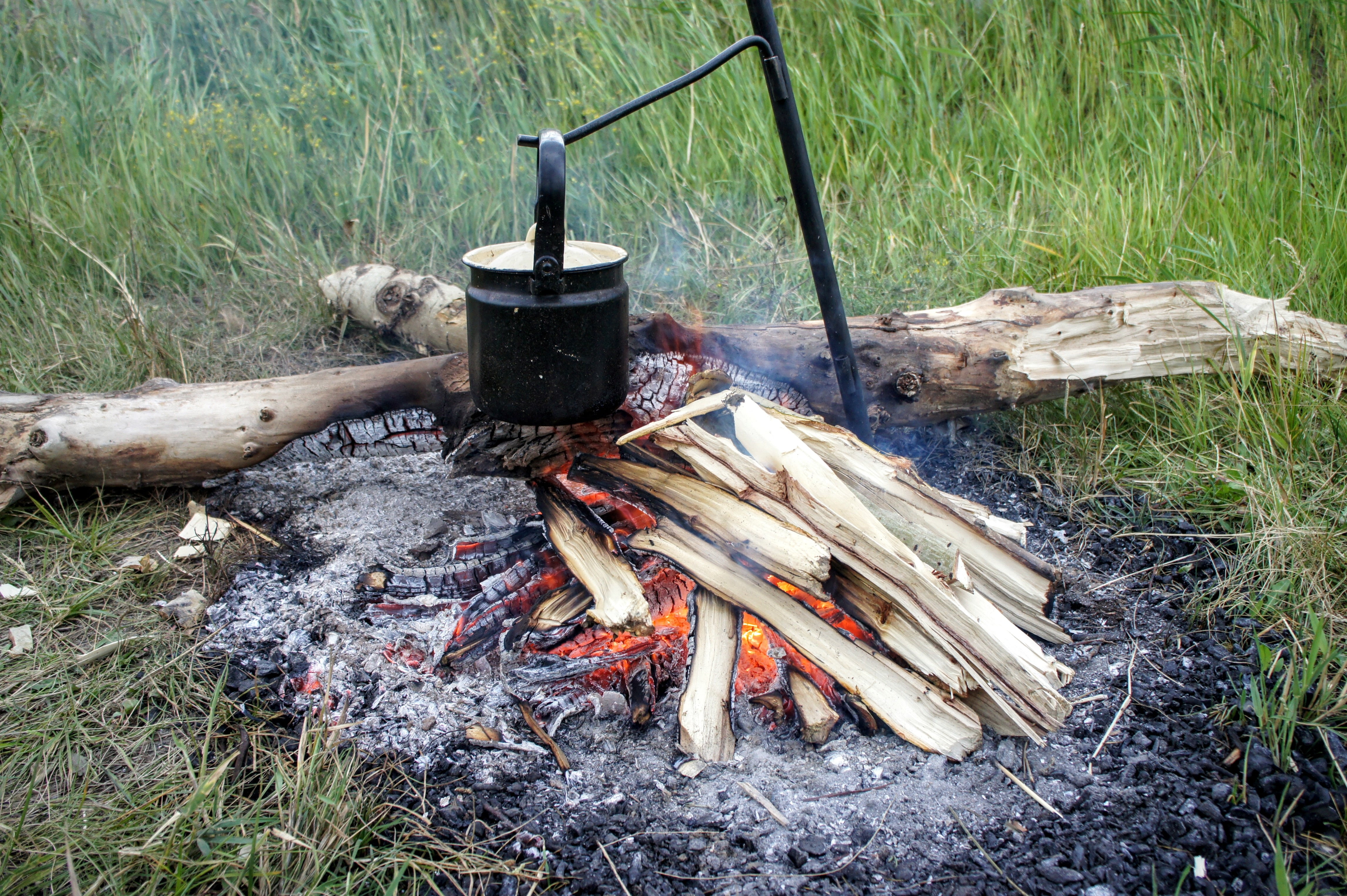 tree, firewood, preparing food, no people, preparation, rod, outdoors, wood - Material, day, flame, 4K, grass, log, embers, boil water, fire, near, burning, HD Wallpaper