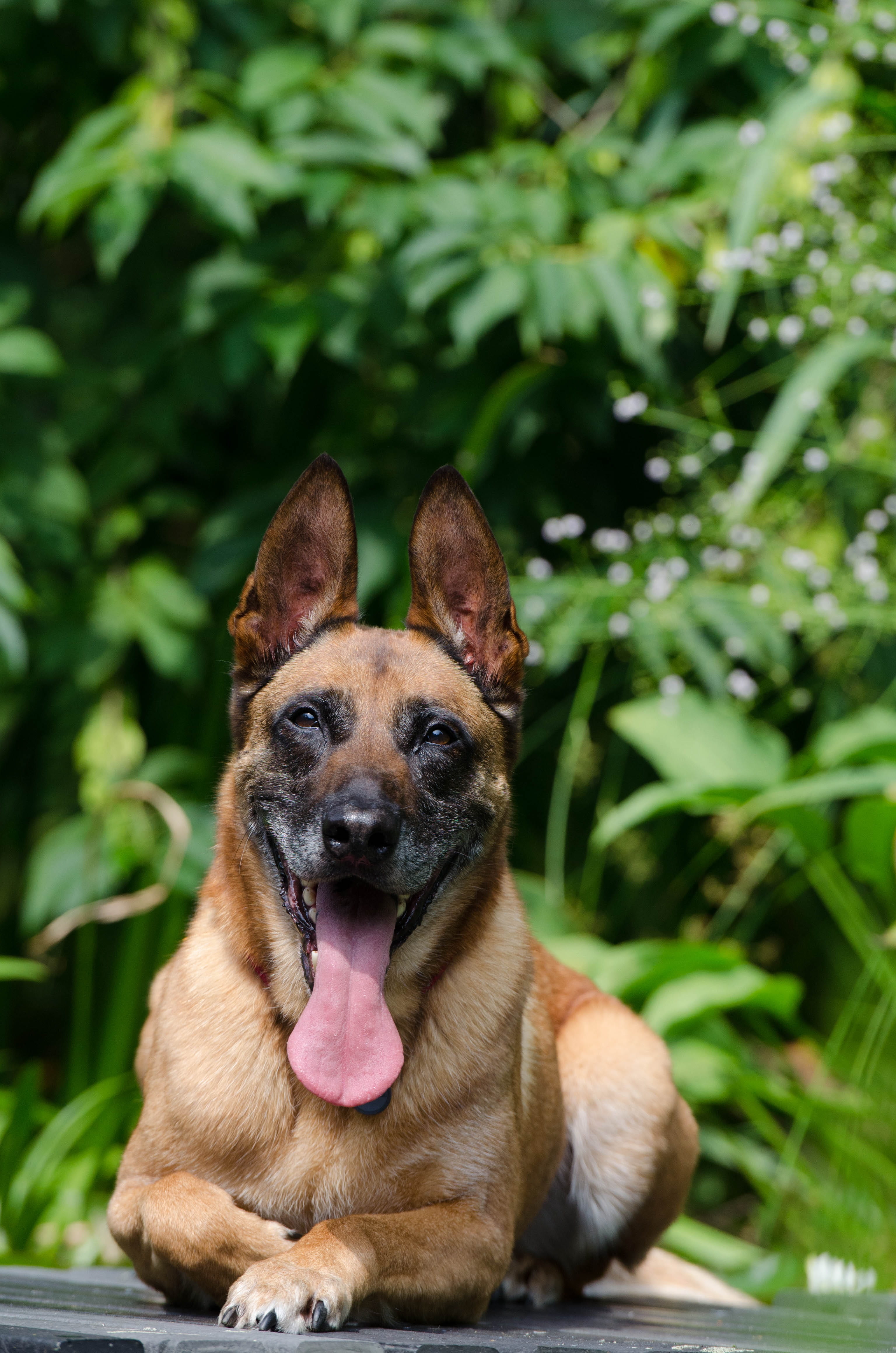lying dog, animal themes, nature, dream garden, brown, 4K, animal body part, vertebrate, day, old dog, dog, focus on foreground, malinois, heiss, panting, Phone HD Wallpaper