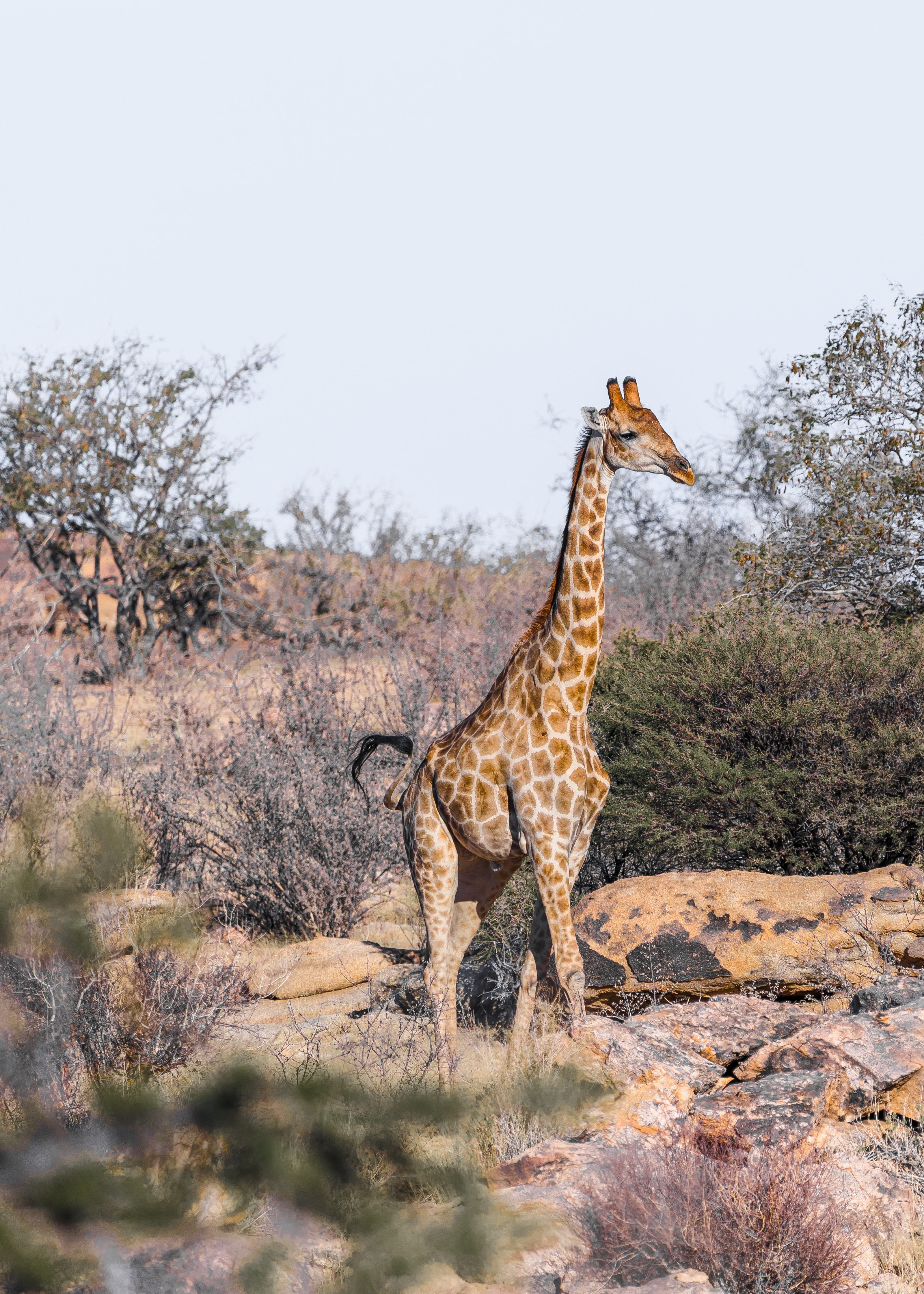 namib desert, tree, day, namibia, animal, herbivores, 4K, animal themes, outdoors, giraffe, nature, clear sky, animals in the wild, karg, grass, animal wildlife, Phone HD Wallpaper