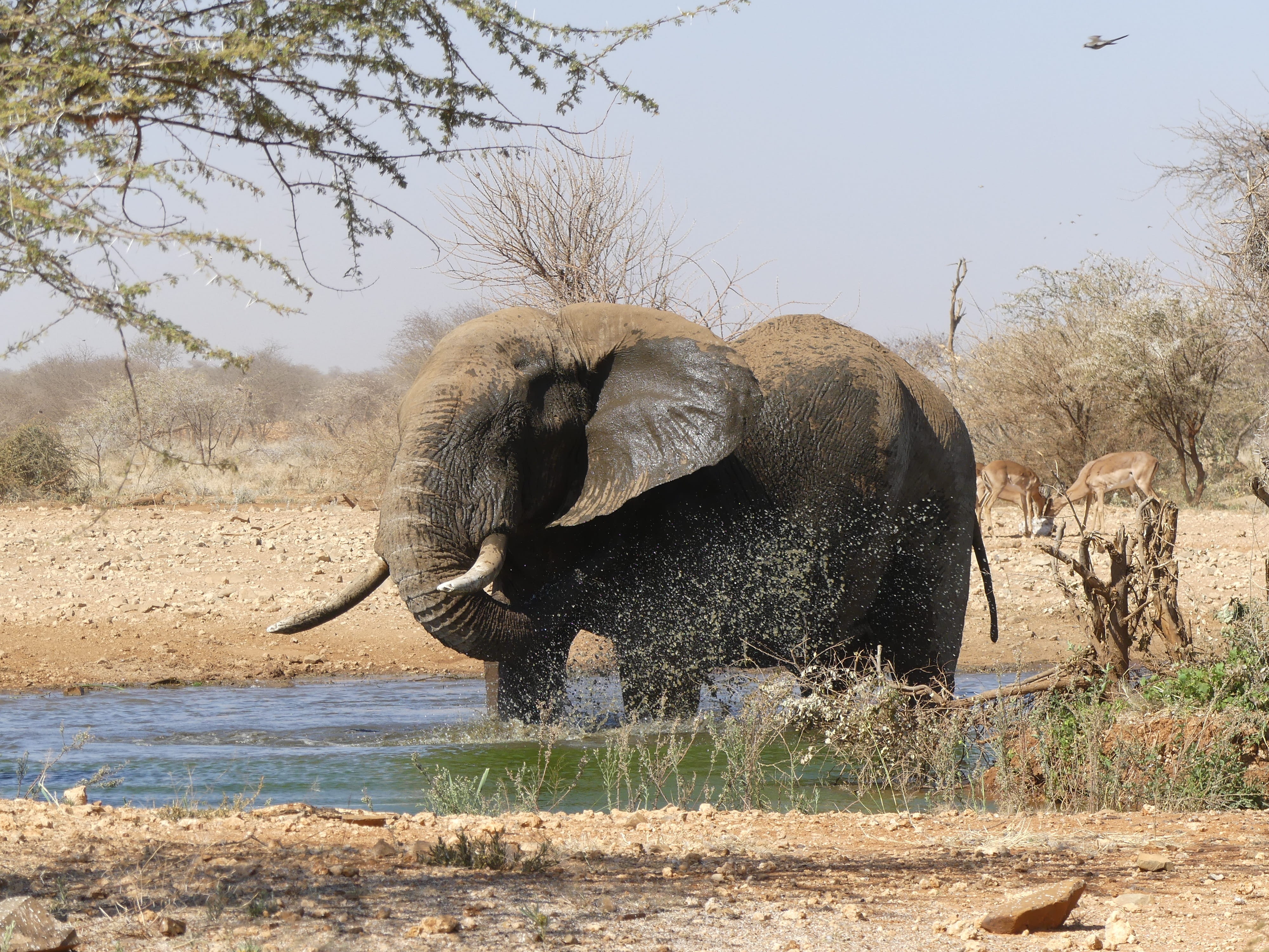 heiss, outdoors, national park, elephant, water, herbivorous, animal trunk, animal, vertebrate, one animal, african elephant, 4K, tusk, water hole, animal wildlife, HD Wallpaper