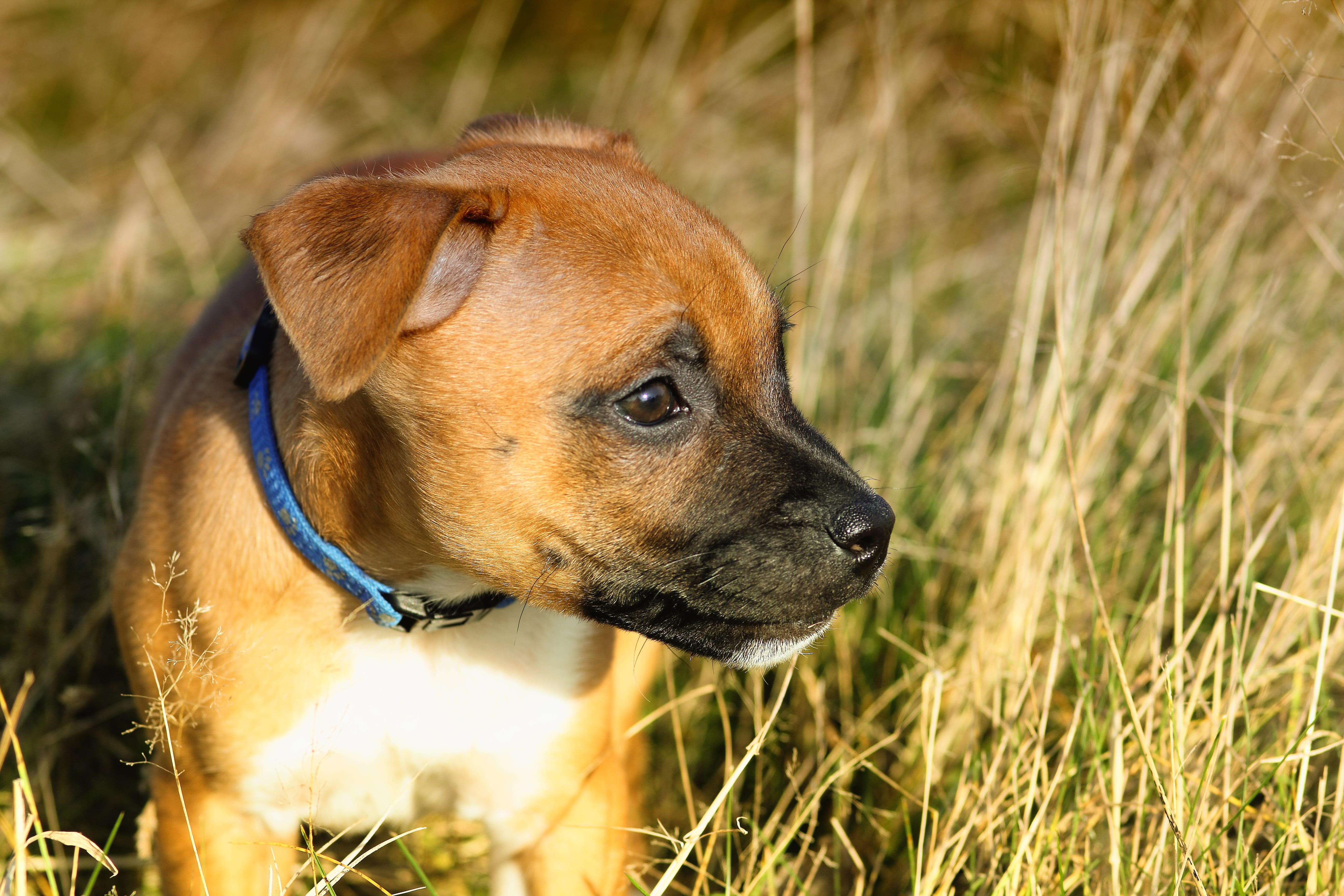 brown, plant, vertebrate, puppy, alert, mammal, fur, domestic animals, grass, friendly, animal, adorable, collar, animal themes, small, nature, staffy, HD Wallpaper