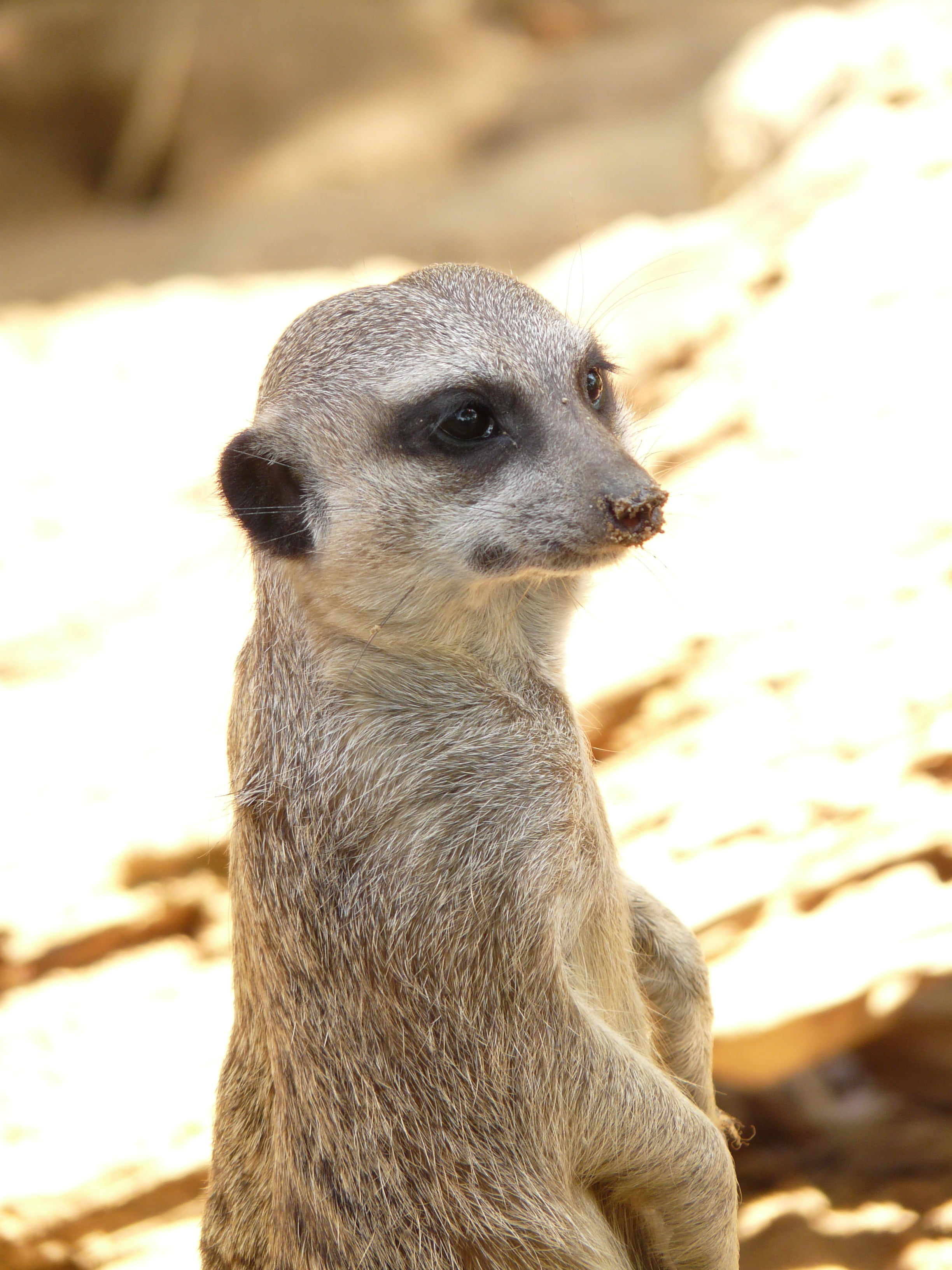 zwergmanguste, land, active, africa, animal wildlife, cute, outdoors, lively, vertebrate, focus on foreground, nature, watch, day, no people, mongoose, Phone HD Wallpaper