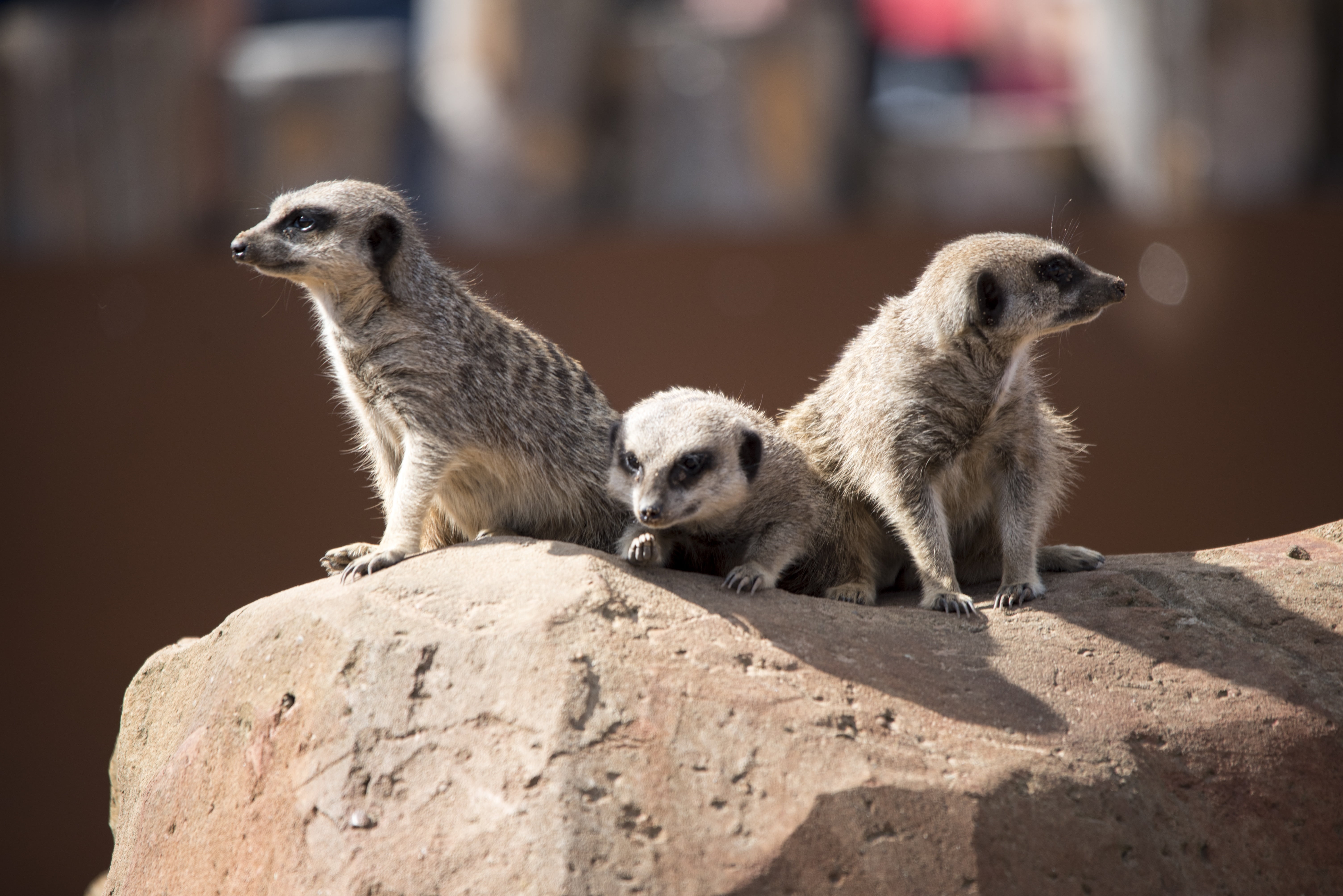wildlife, solid, zoo, focus on foreground, animal family, animals in the wild, day, watch, looking, desert, rock, mammal, rock - object, two animals, cute, HD Wallpaper