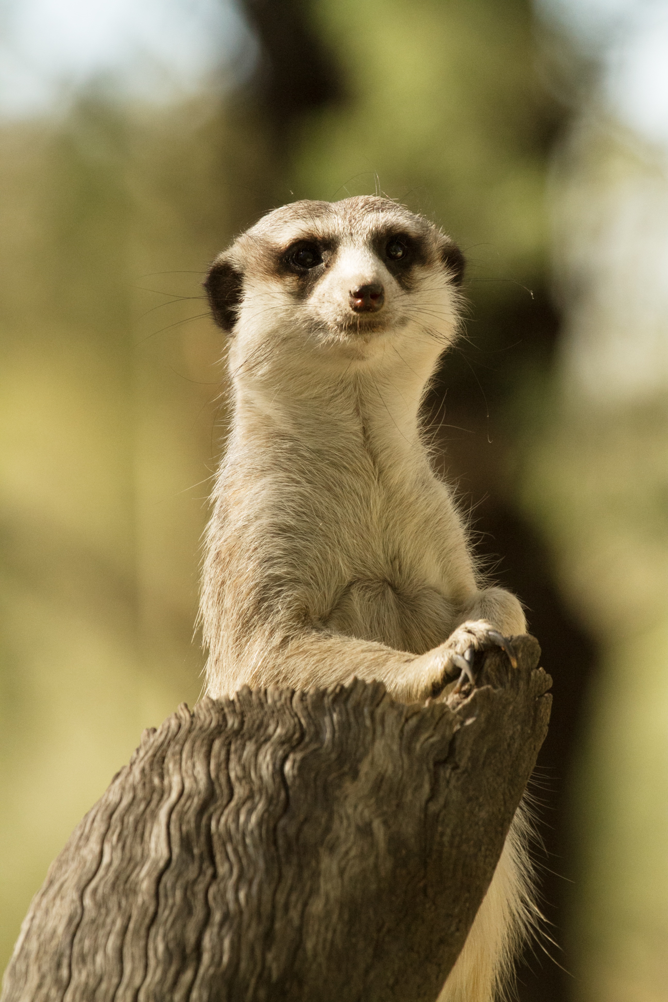 animal, outdoors, zoo, no people, watchful, animal wildlife, looking, wildlife, looking away, creature, nature, fur, meerkat, watch, vertebrate, day, wild, Phone HD Wallpaper