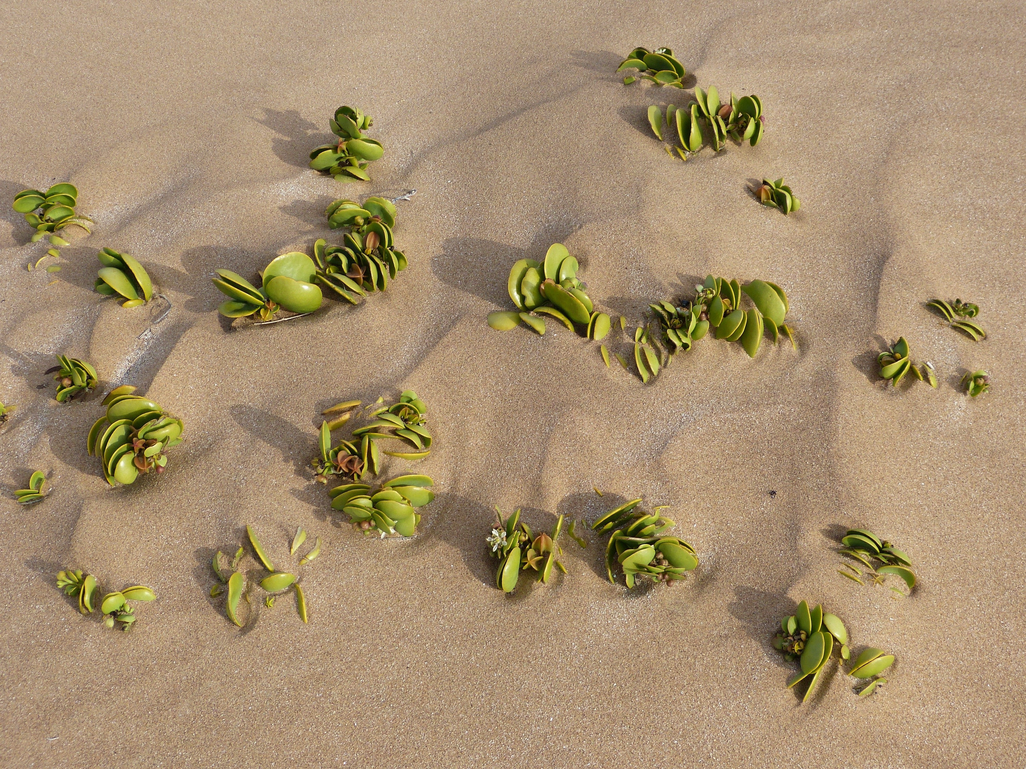 climate, hope, green color, desert, positive, heat, high angle view, drink, live, namib, food, food and drink, day, hot, leaf, directly above, still life, HD Wallpaper