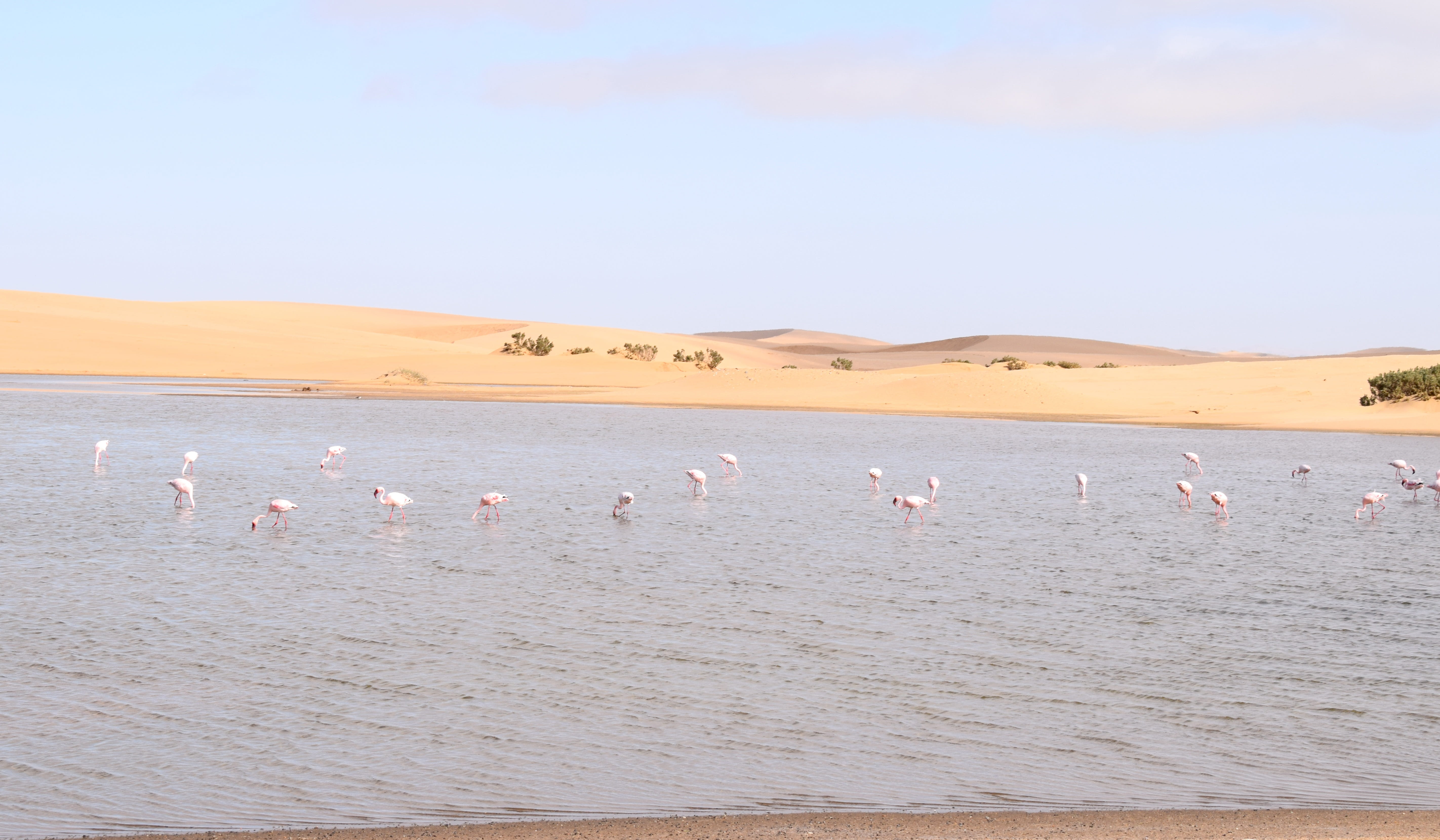 animal themes, 5K, animal wildlife, group of animals, large group of animals, feeding, walvisbay, africa, scenics - nature, landscape, land, flock of birds, HD Wallpaper