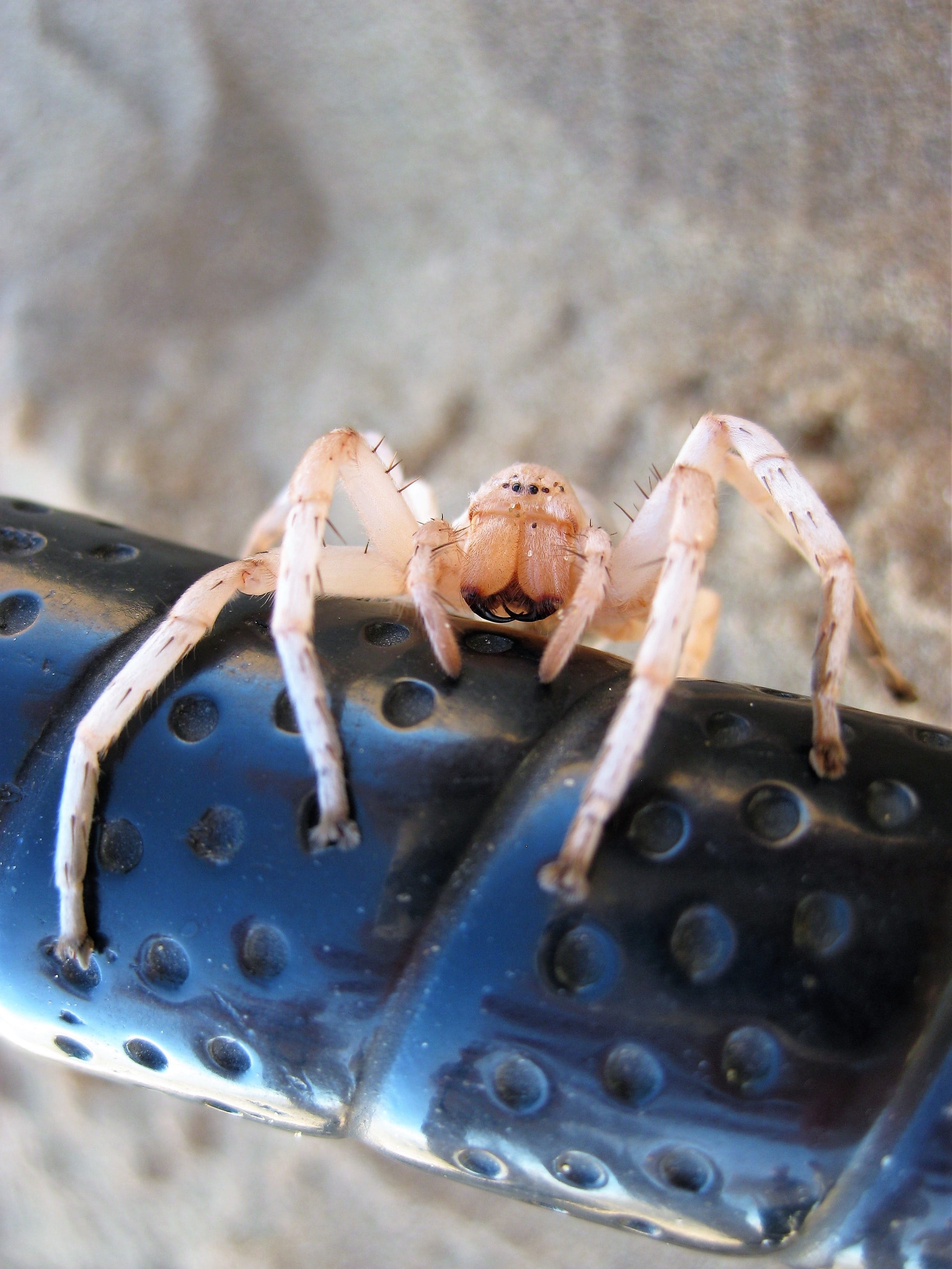 2K, invertebrate, seafood, selective focus, focus on foreground, outdoors, animal body part, day, crustacean, close up, animals in the wild, spider in the namib desert, Phone HD Wallpaper