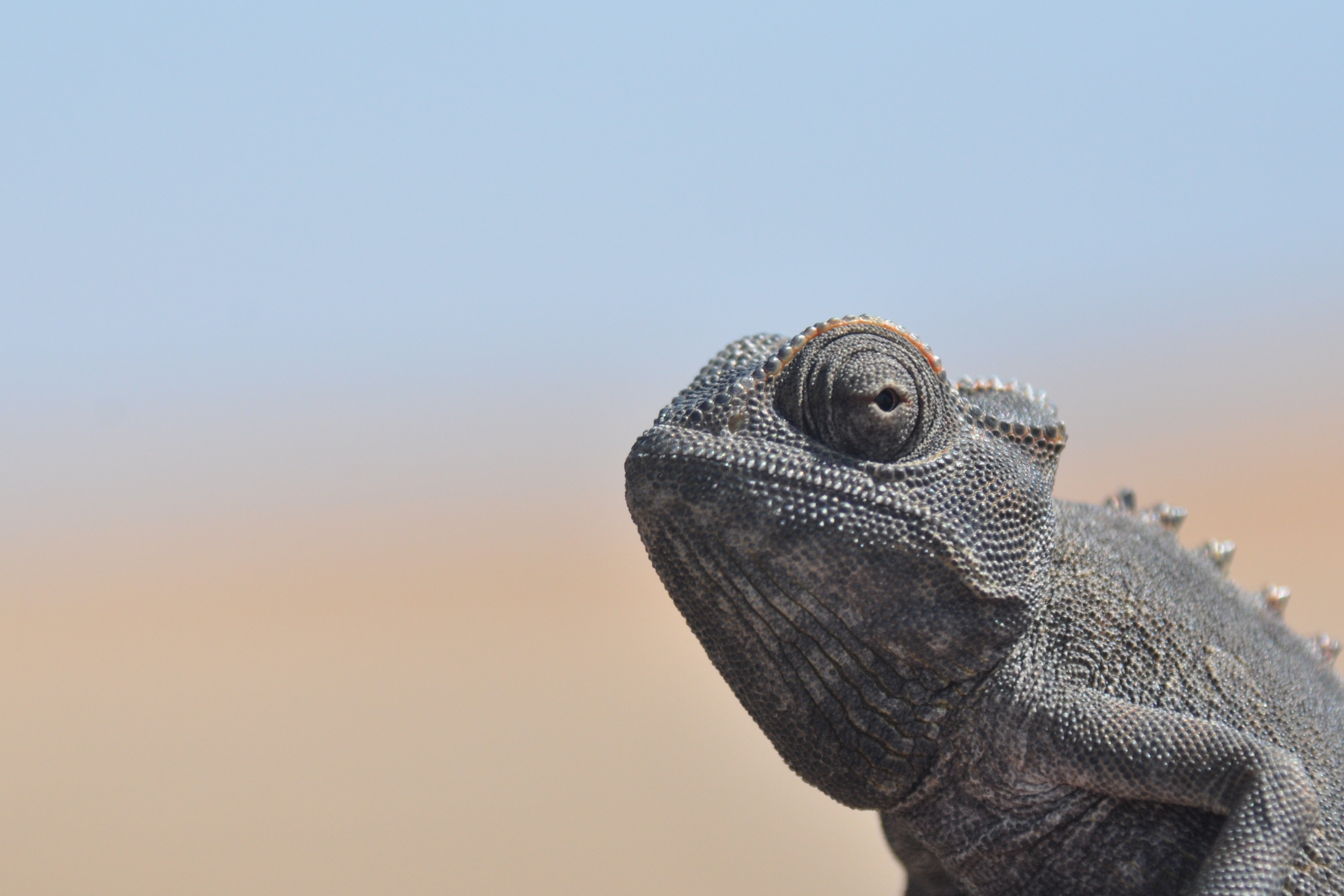dry, heiss, iguana, close, 2K, animal wildlife, lizard, no people, animal head, nature, animals in the wild, wildlife, animal scale, side view, reptile, HD Wallpaper